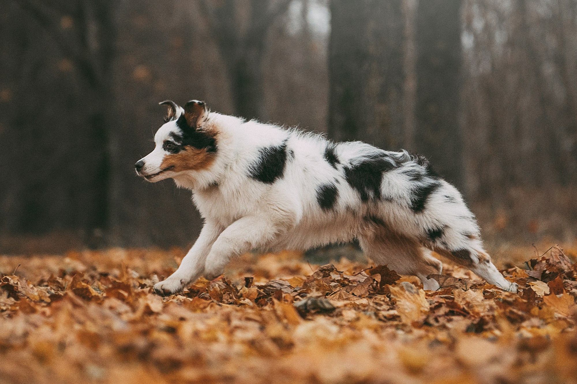 Лиза и Бублик. Фотограф анималист в Москве и Санкт-Петербурге Свиридова Анна