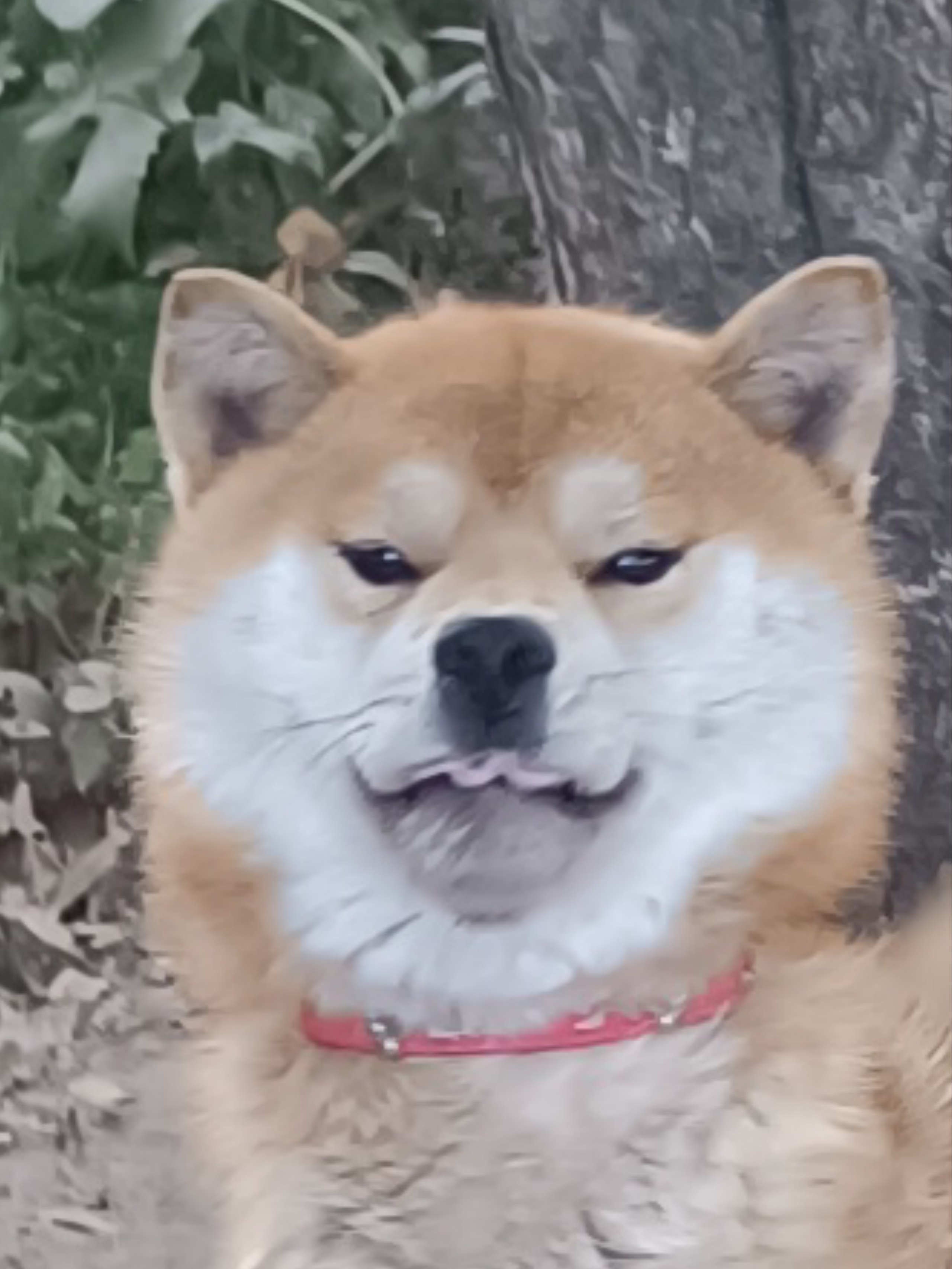 Ганжи * Yuzhyy Solnechnyy Pes Ganji. AMERICAN AKITA RUBYLIGHT KENNEL I SHIBA-INU