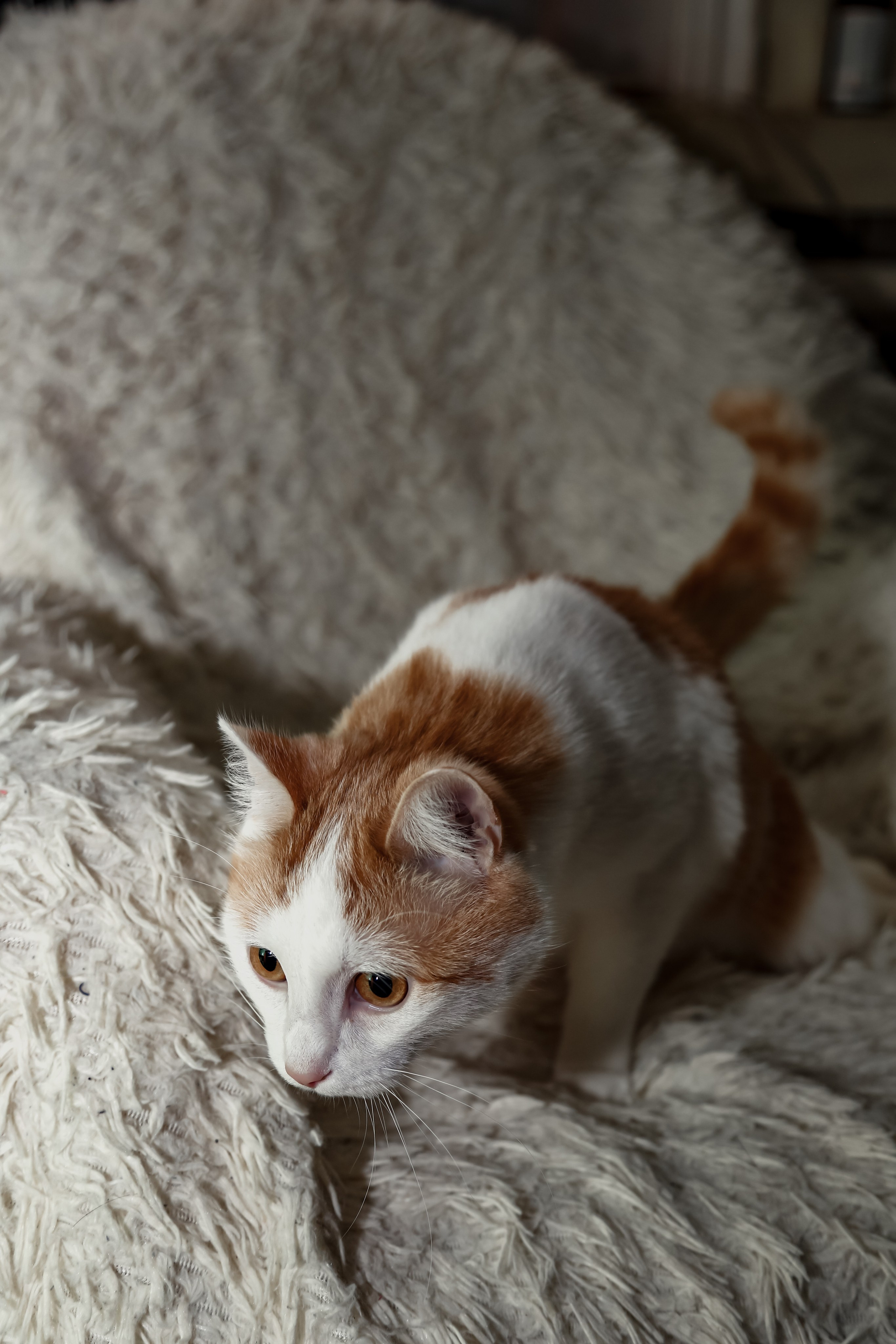 Приют Кошкин Дом Филимоша. Ваш фотограф в Оренбурге Рощупкина Екатерина