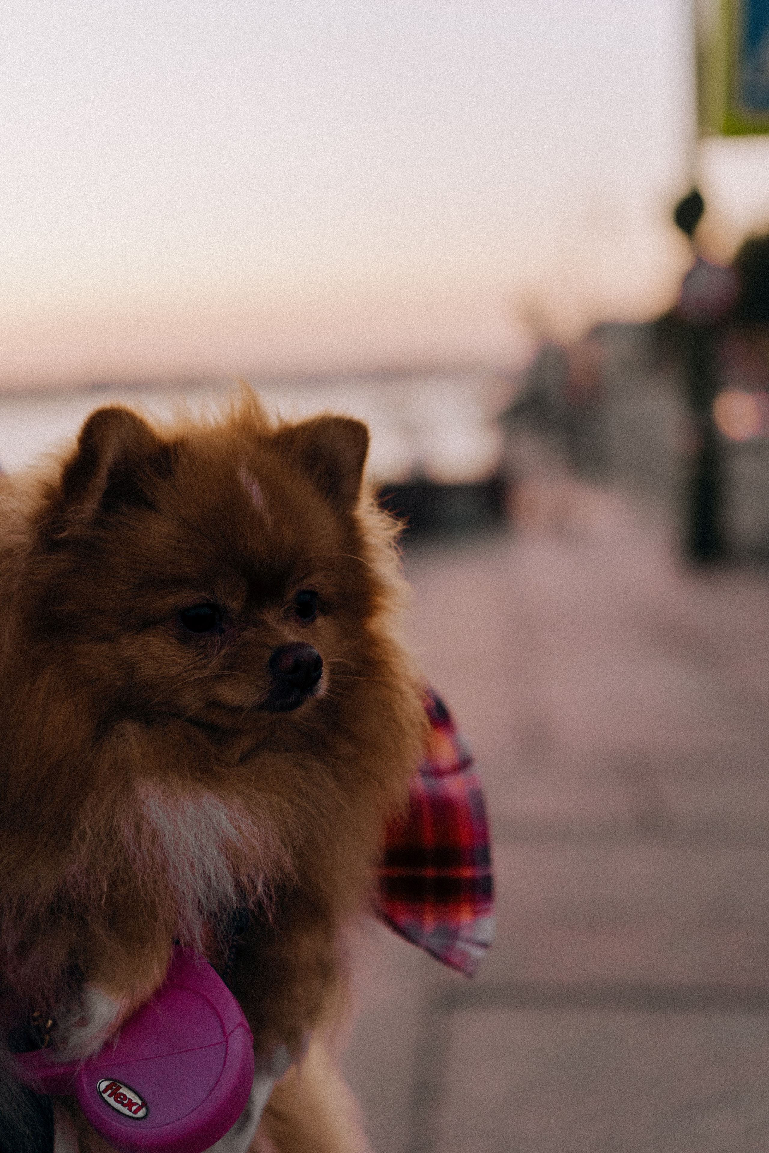 РАССВЕТНАЯ ИСТОРИЯ. Профессиональный фотограф, Санкт-Петербург — Виктория Богомолова