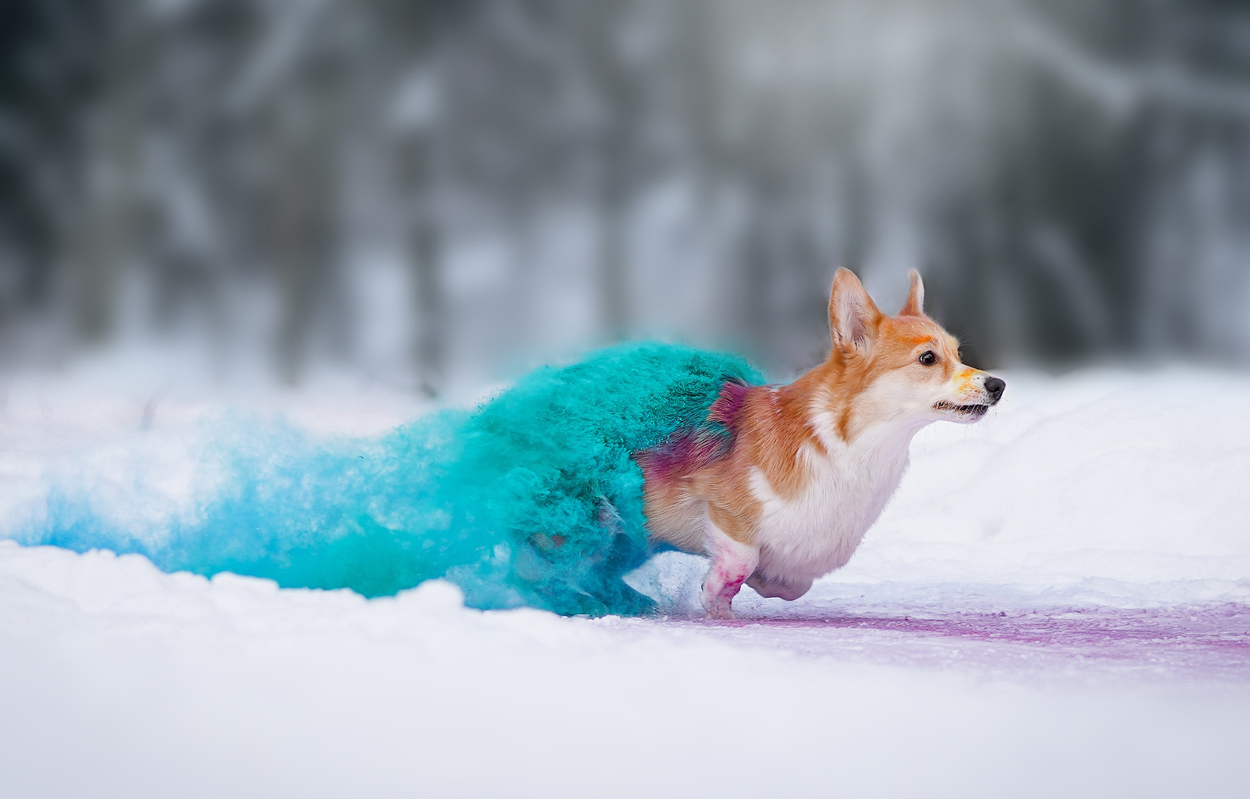 Кристина и Лаки. Фотограф-анималист в Санкт-Петербурге Яна Мартынова