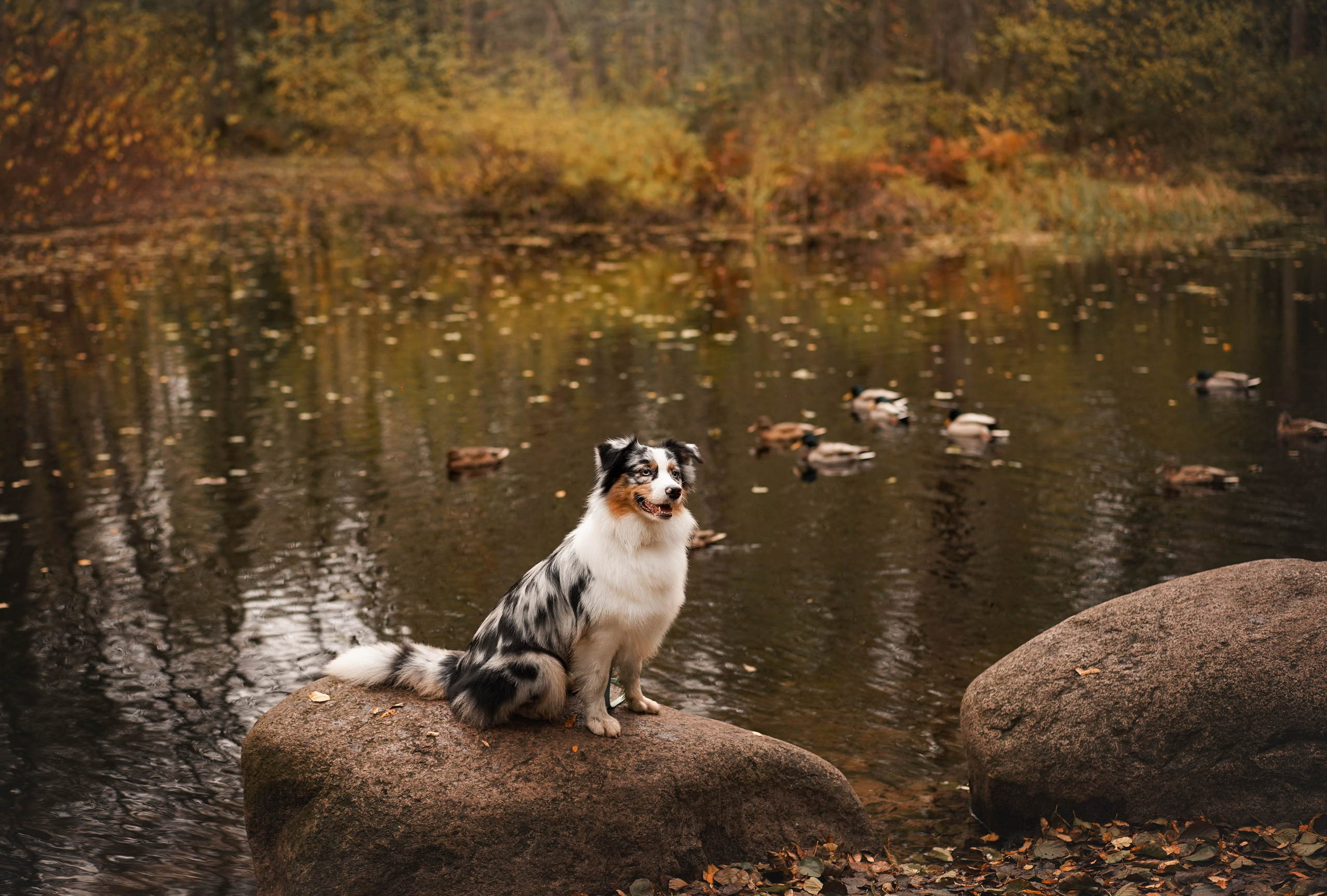 Соня Гавриил и Юкки. Фотограф-анималист в Санкт-Петербурге Яна Мартынова