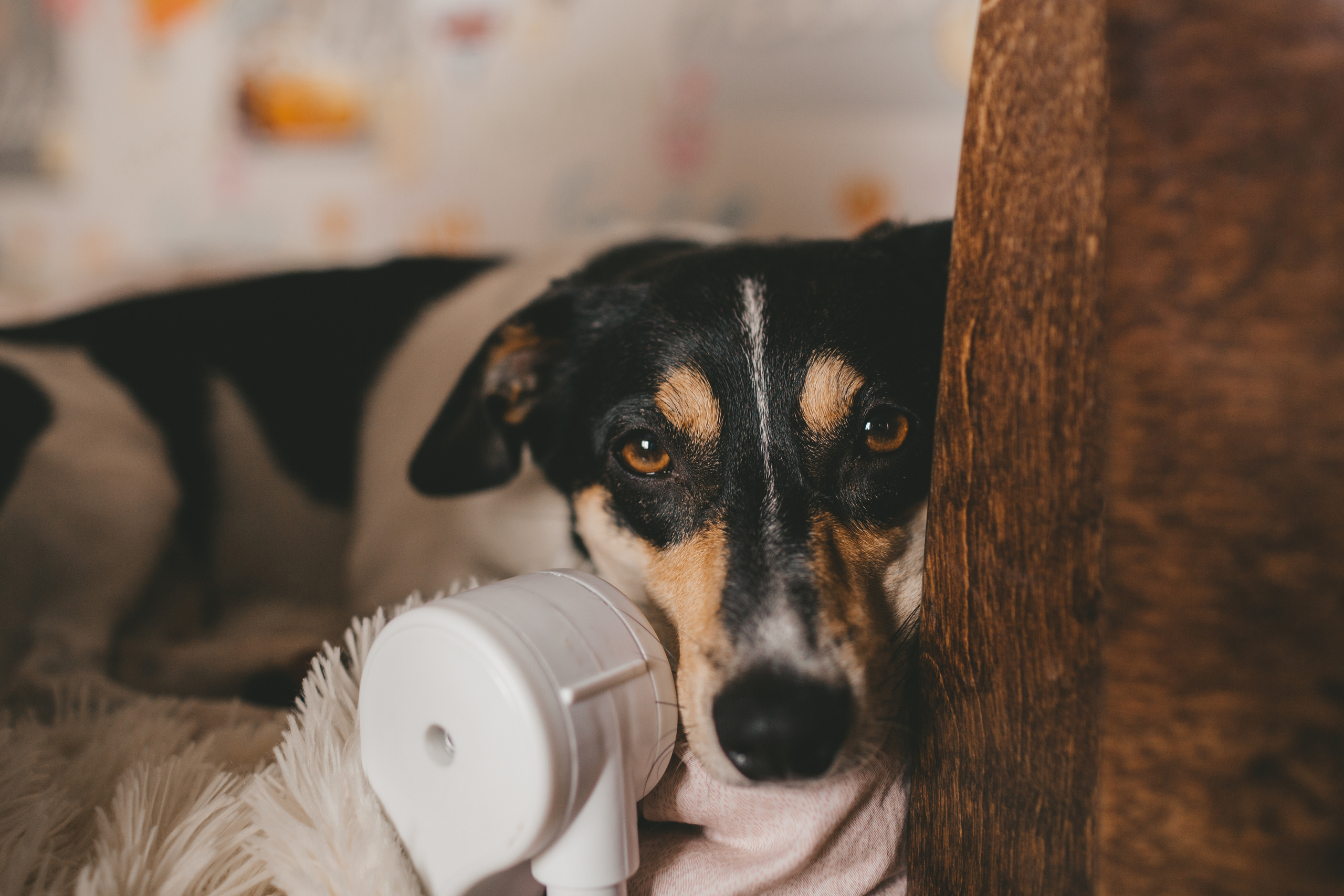 Фотосессия дома. Нина и ее семья. Семейный и детский фотограф и видеограф в Москве, Дрокина Наталья