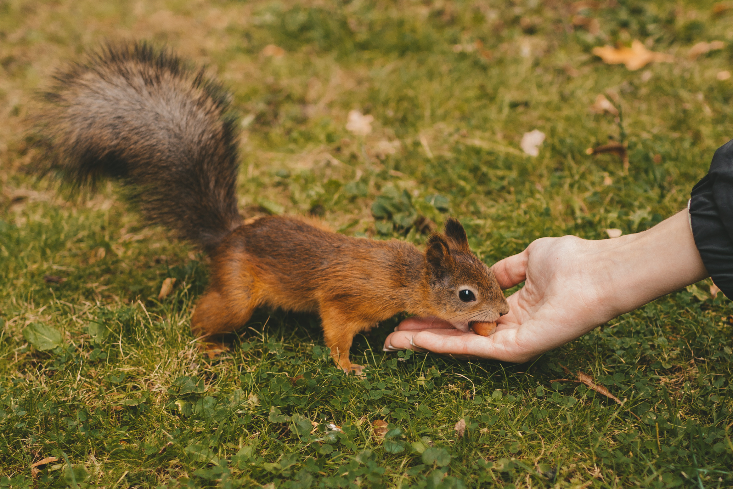 Алина и Тёма. Осенняя прогулка в Остафьево. Семейный и детский фотограф и видеограф в Москве, Дрокина Наталья