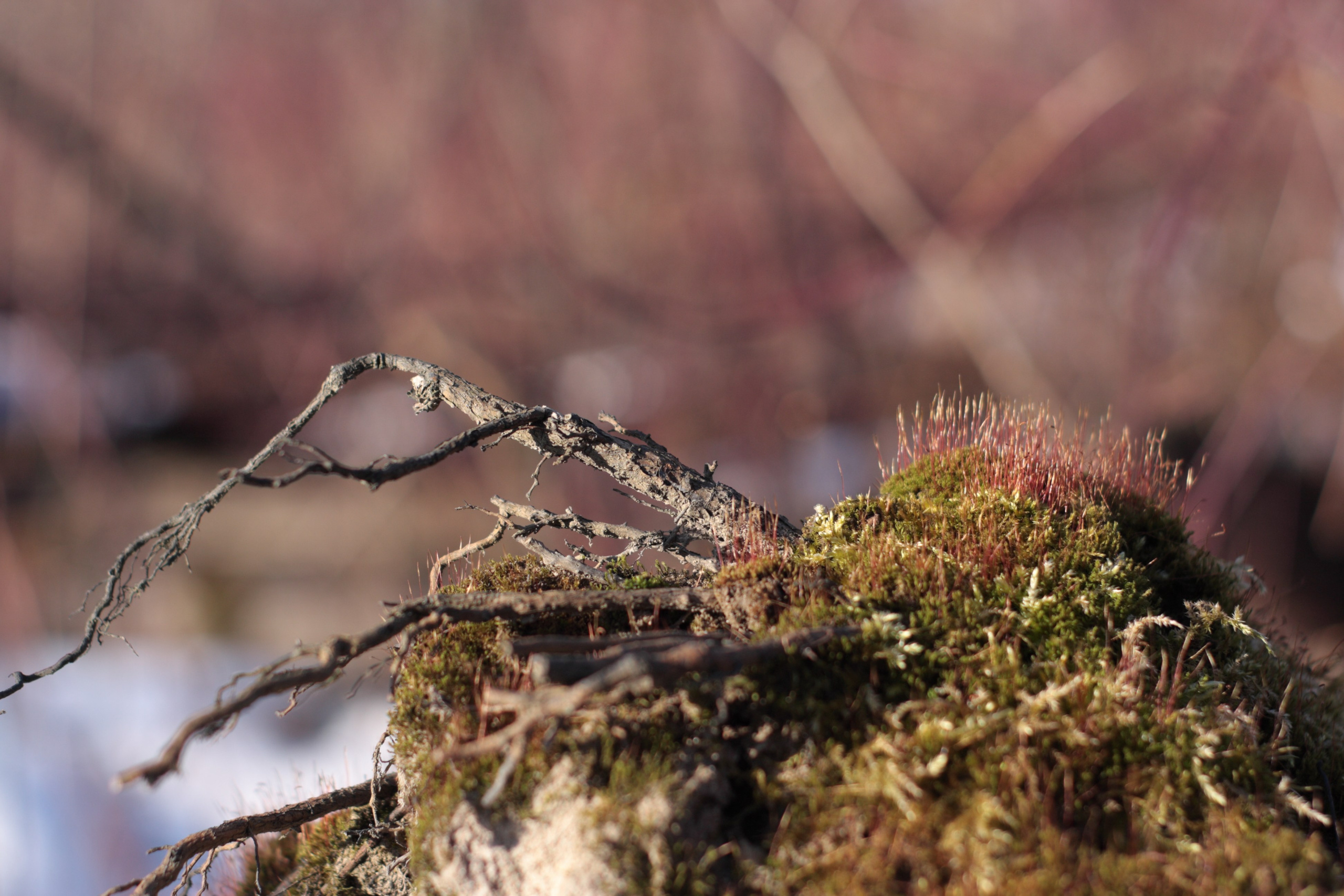 Старое природное, отбирала Katamount (Катерина Горохова). Главная