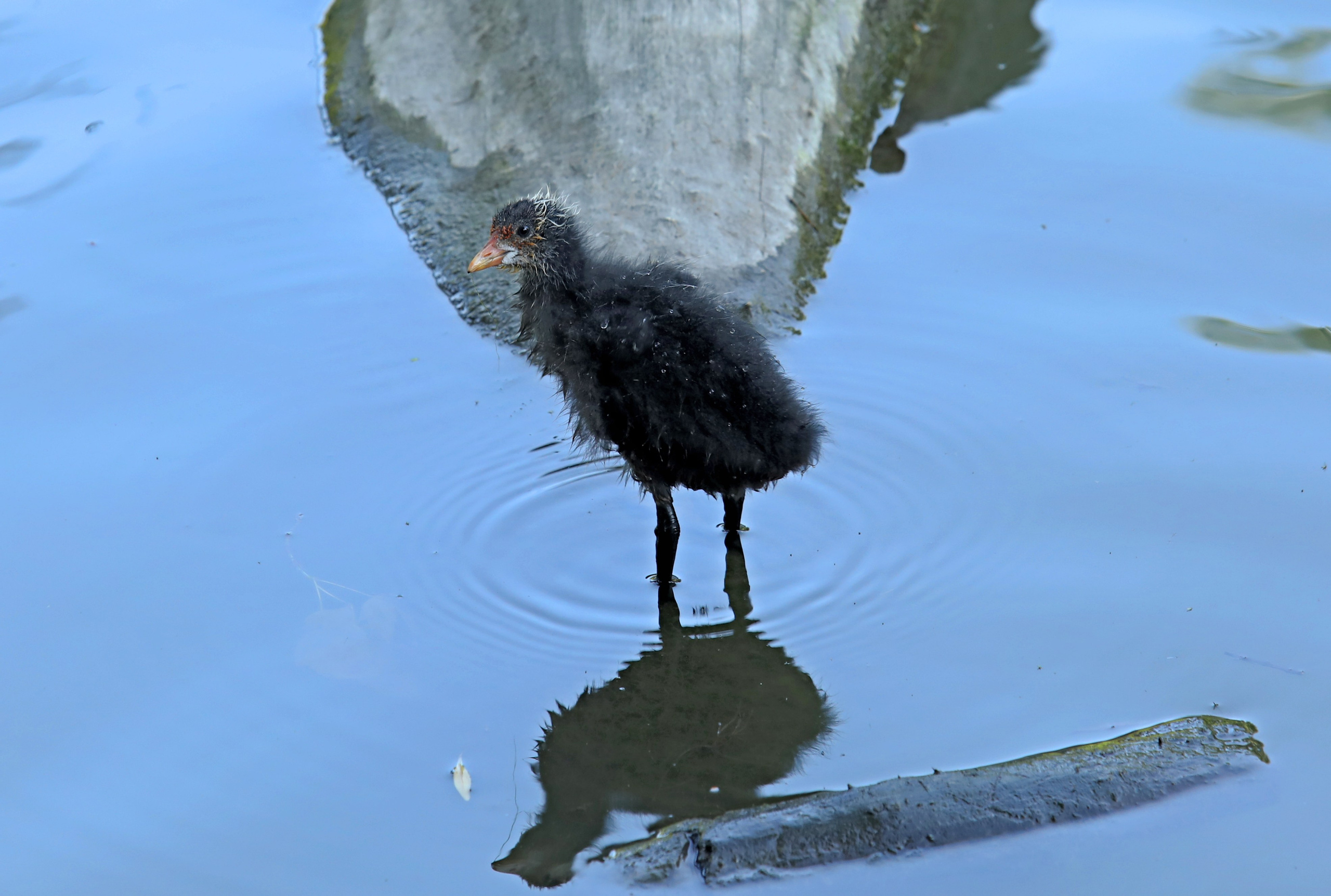 Птицы и животные южного региона. Фото-художник и Репортажный фотограф Николаев Александр Алексеевич