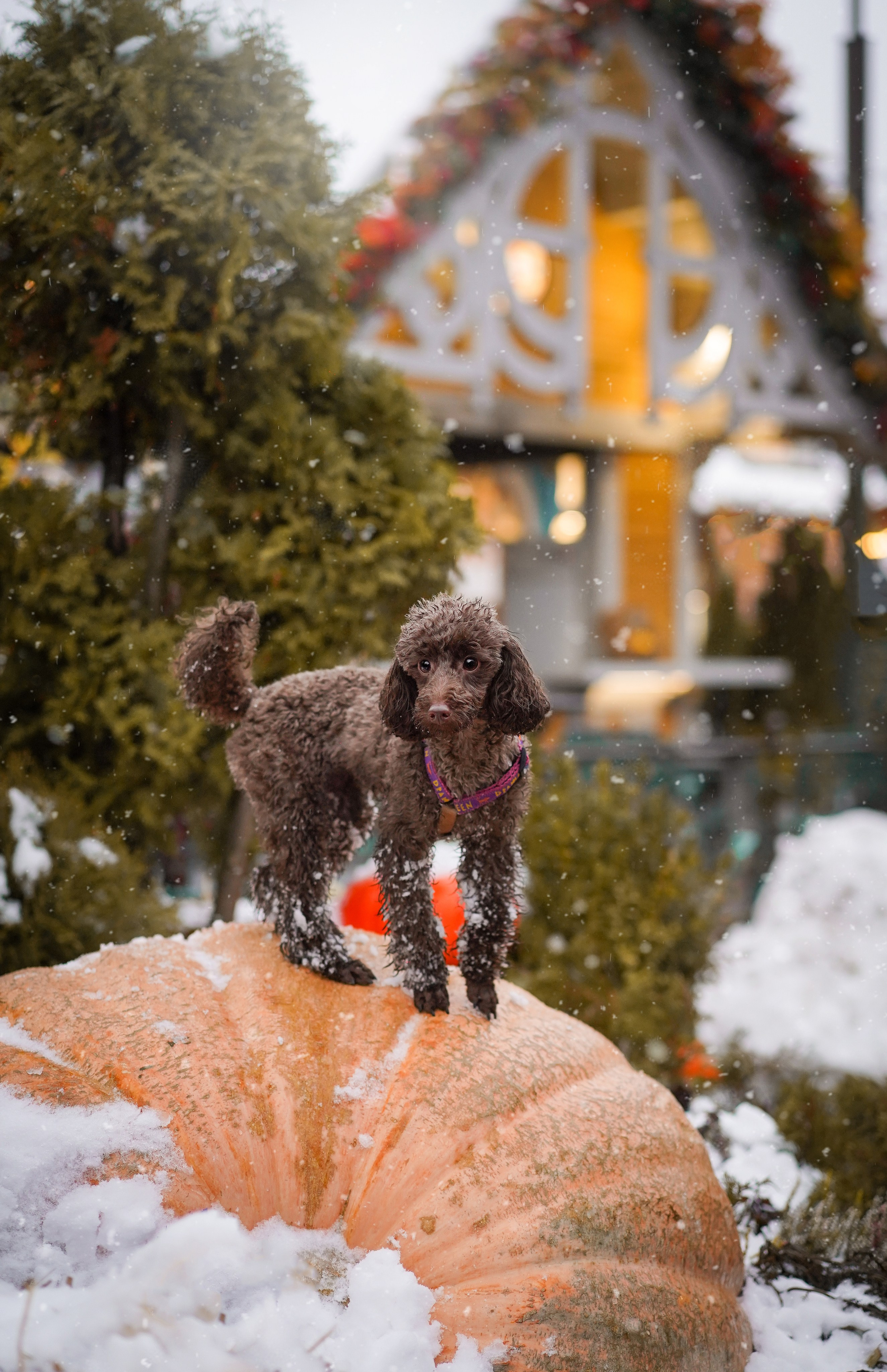 Марина Артем Мия и Хлоя. Фотограф-анималист в Санкт-Петербурге Яна Мартынова