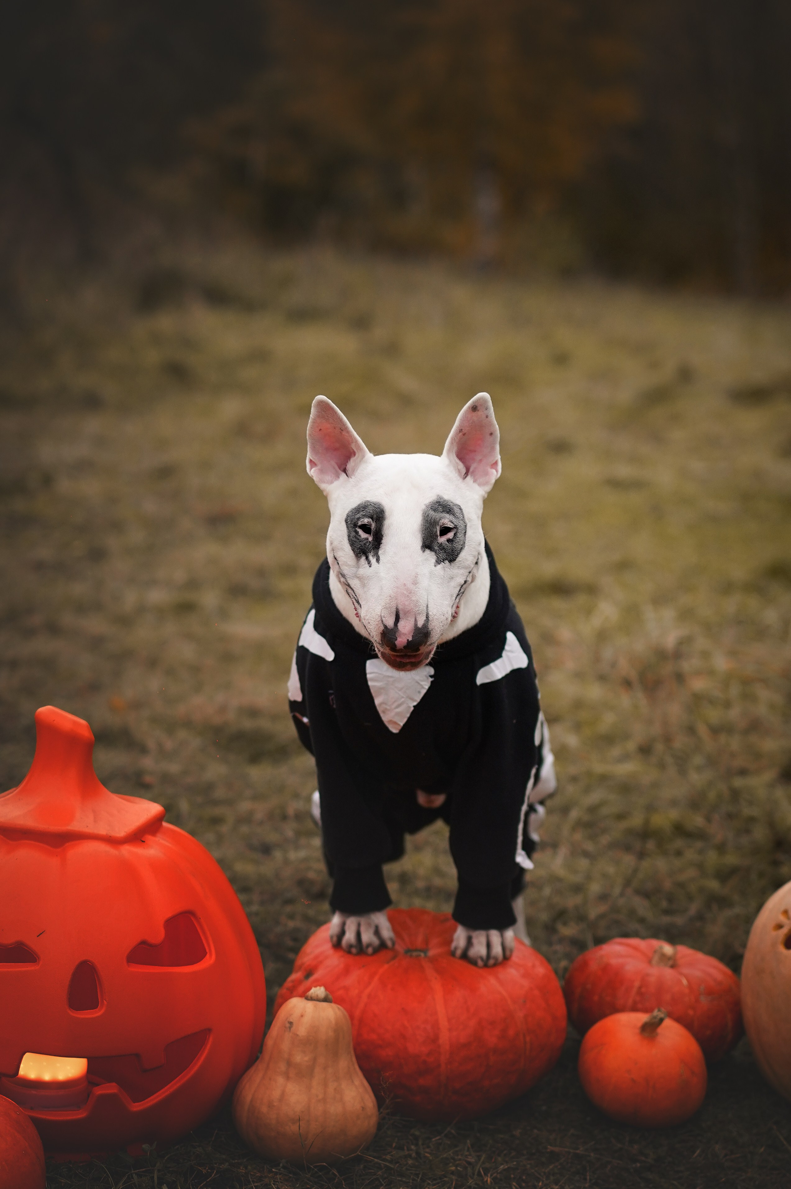 Настя Рома и Сахар Хелоуин. Фотограф-анималист в Санкт-Петербурге Яна Мартынова