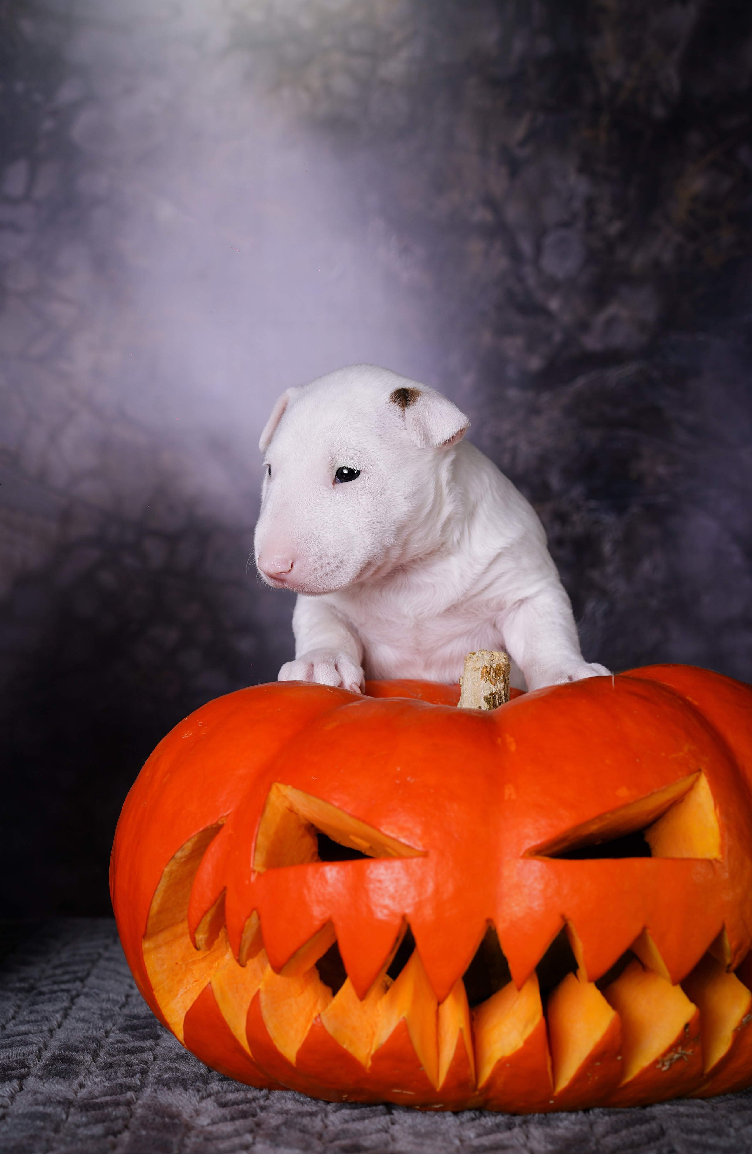 Щенки минибультерьера. Фотограф-анималист в Санкт-Петербурге Яна Мартынова