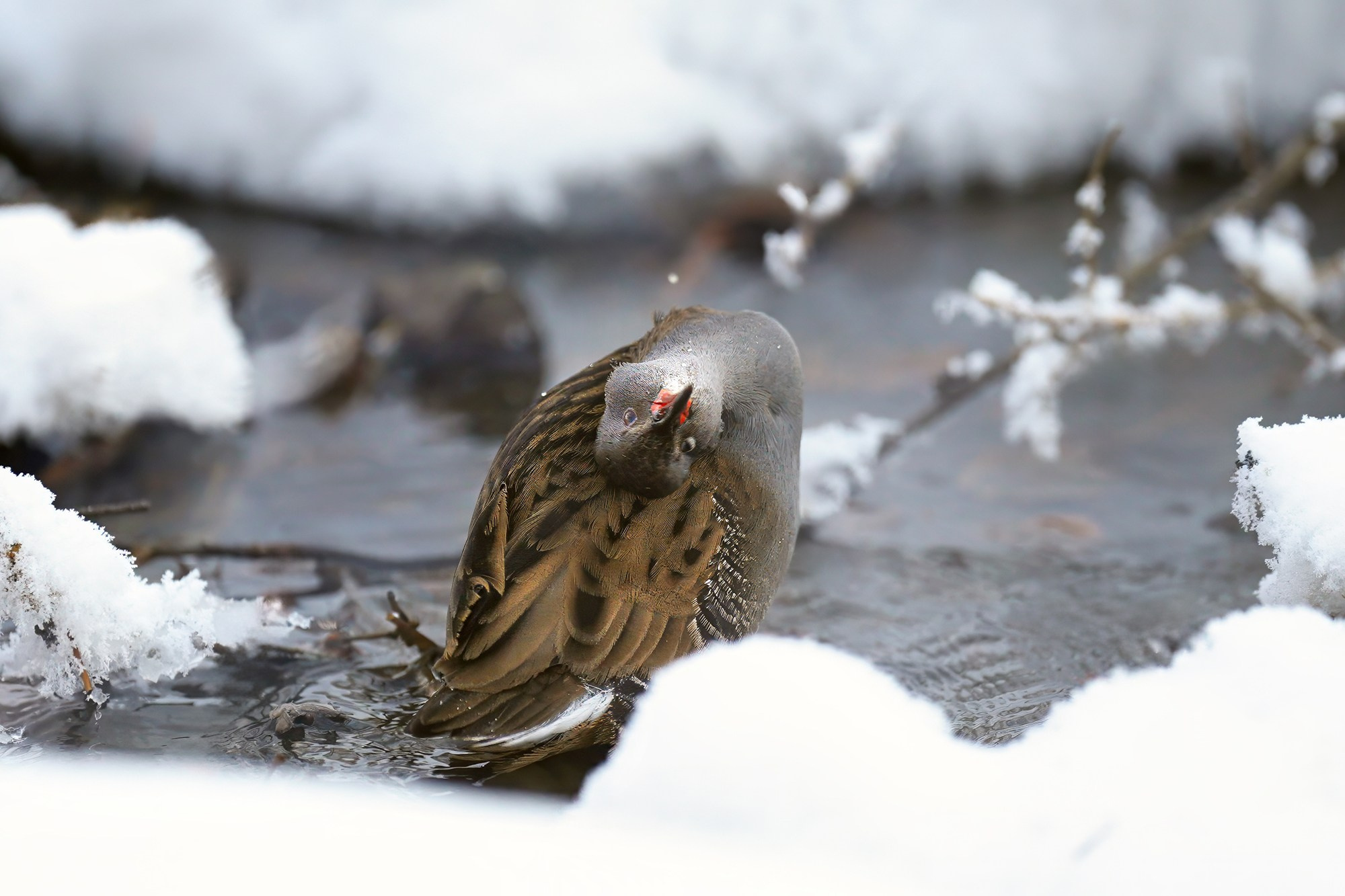 Удивительные мир птиц. Вокруг нас столько прекрасного — присмотритесь!. Ваш личный фотограф Марина Волкова