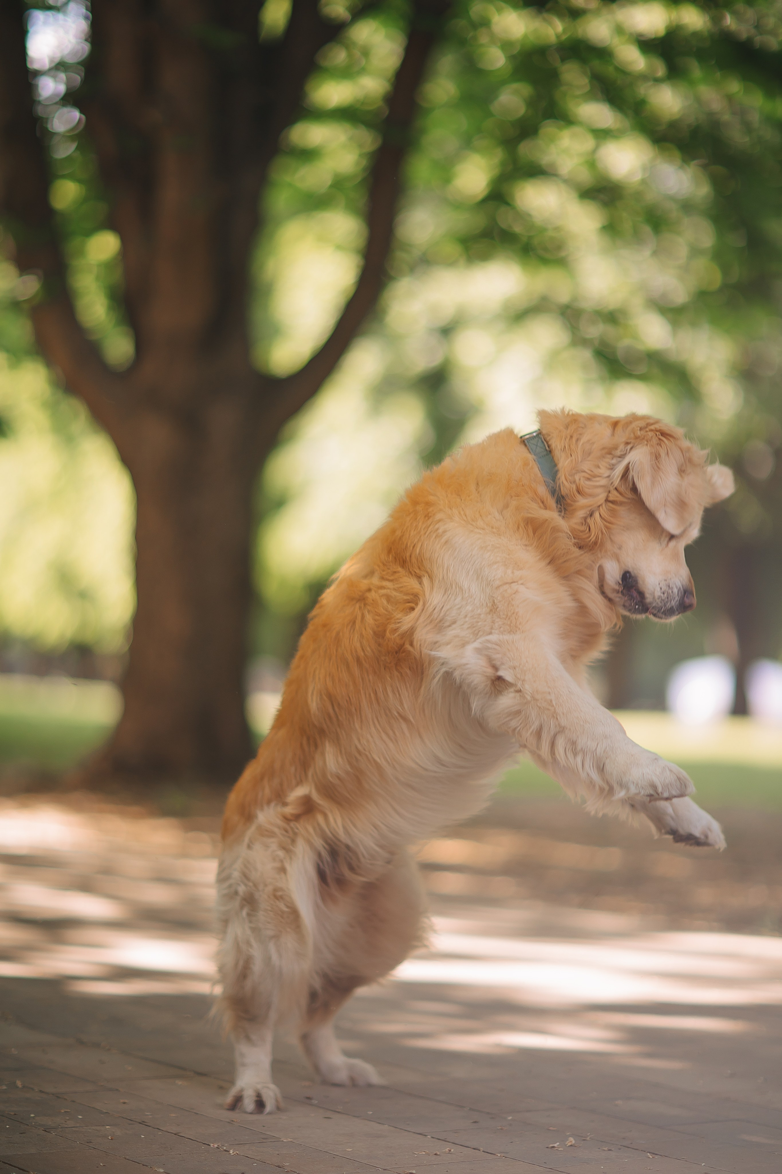 Золотистый ретривер Кант, Калининград. Свадебный и женский фотограф