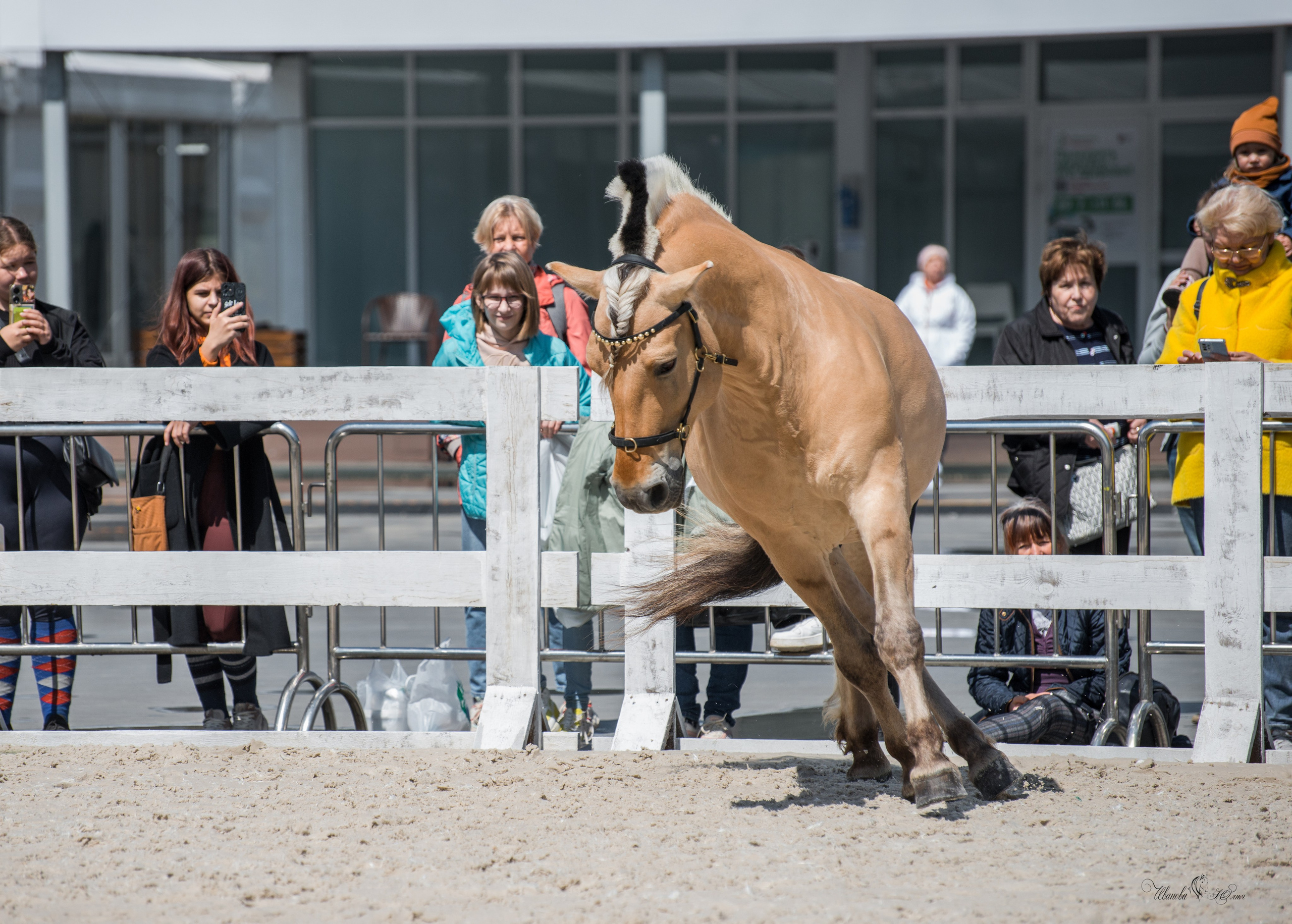 Эквирос, Москва. Конный фотограф в Саратове Юлия Иванова