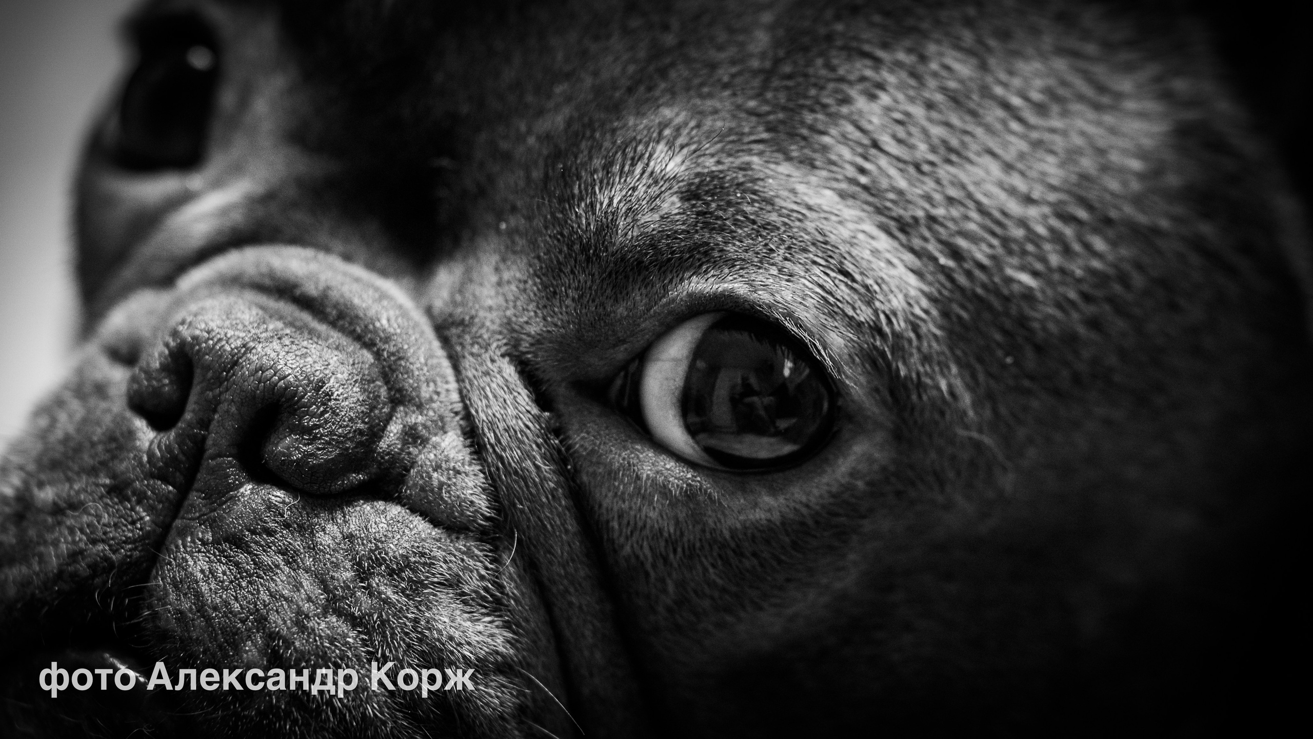 Животные. Фотографии и видеосъемка, Айхал, Удачный, Якутия. Фотографии Айхал