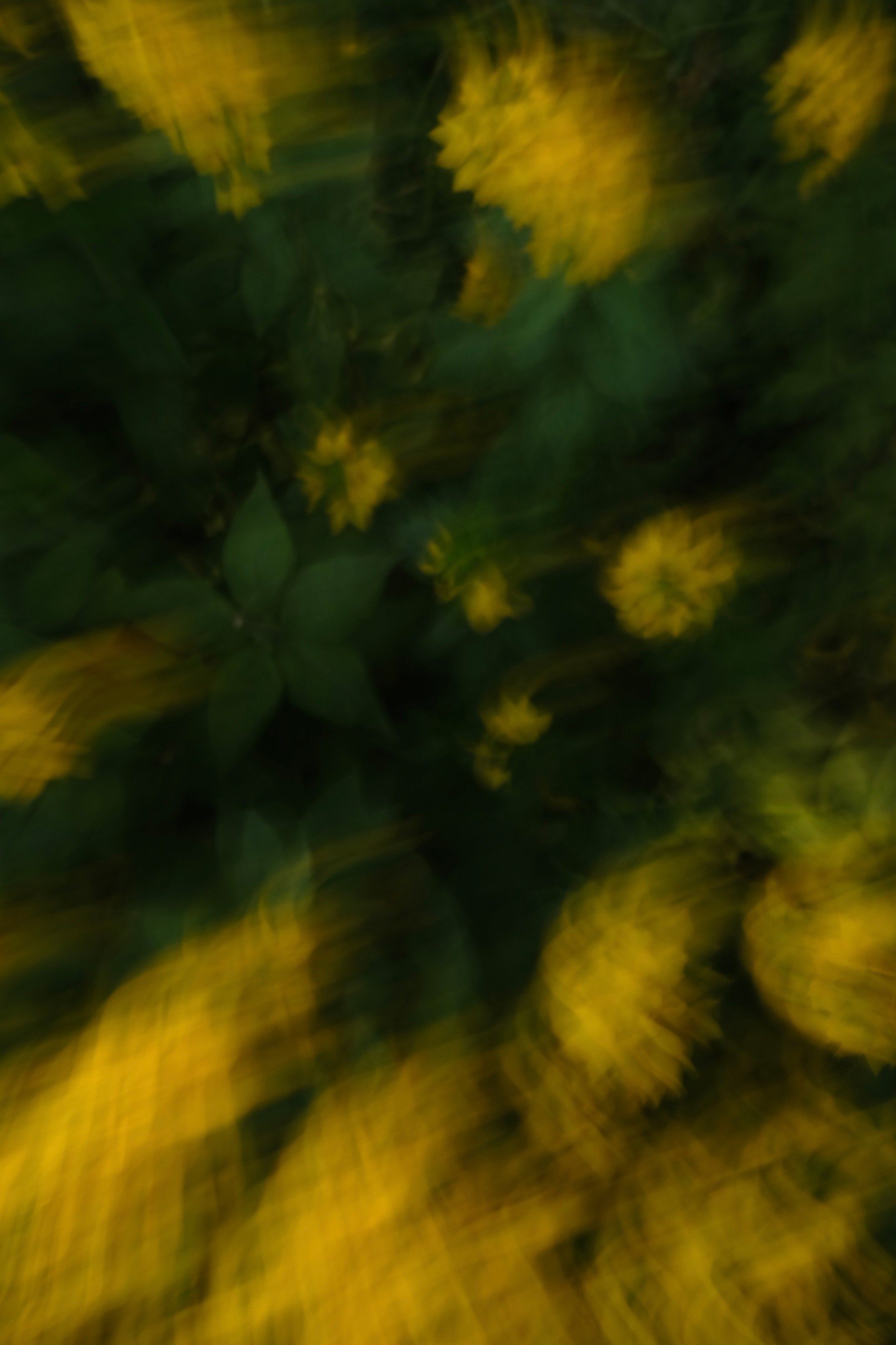 Цветочные принты. Фотограф Анна Чанаях