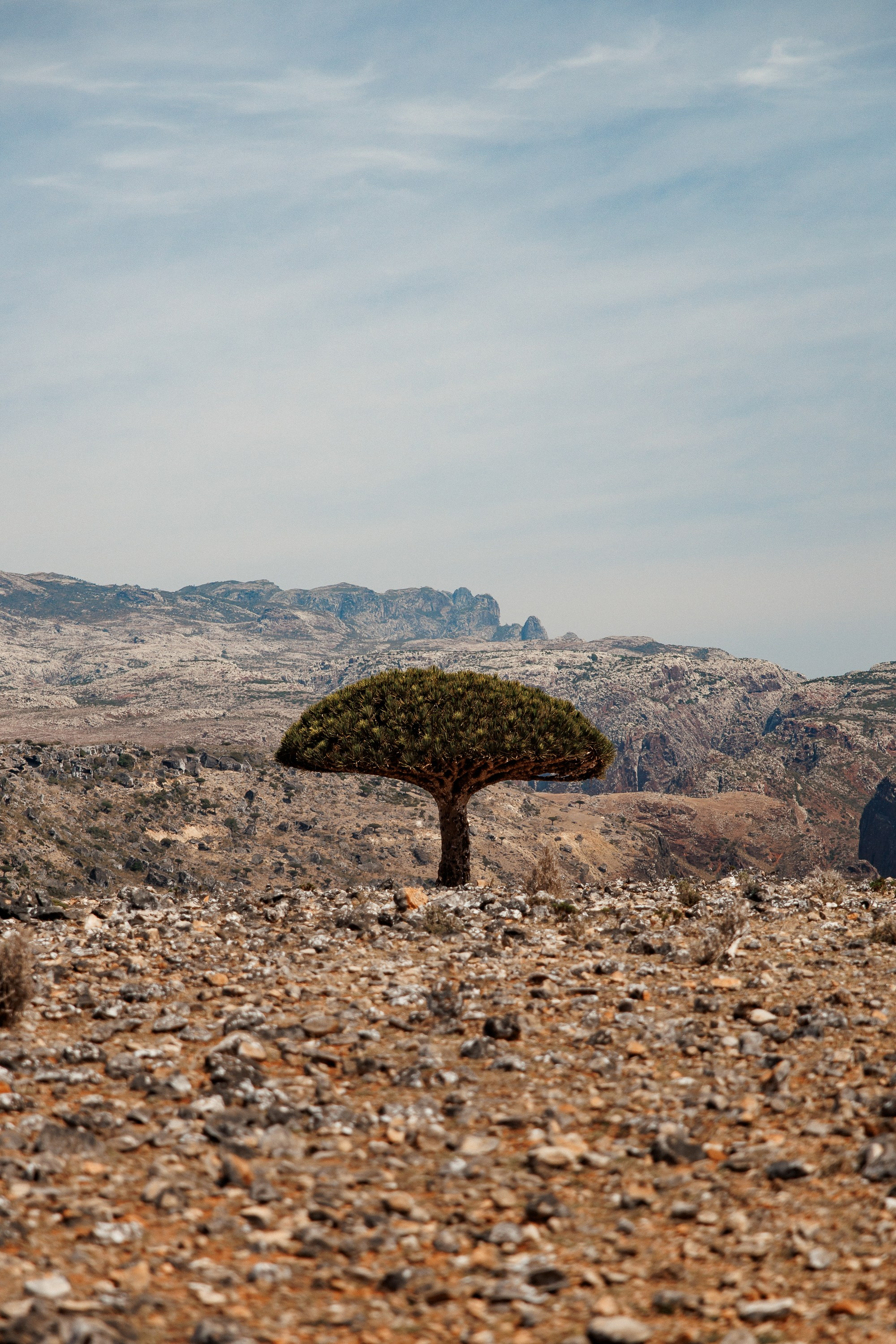 Socotra