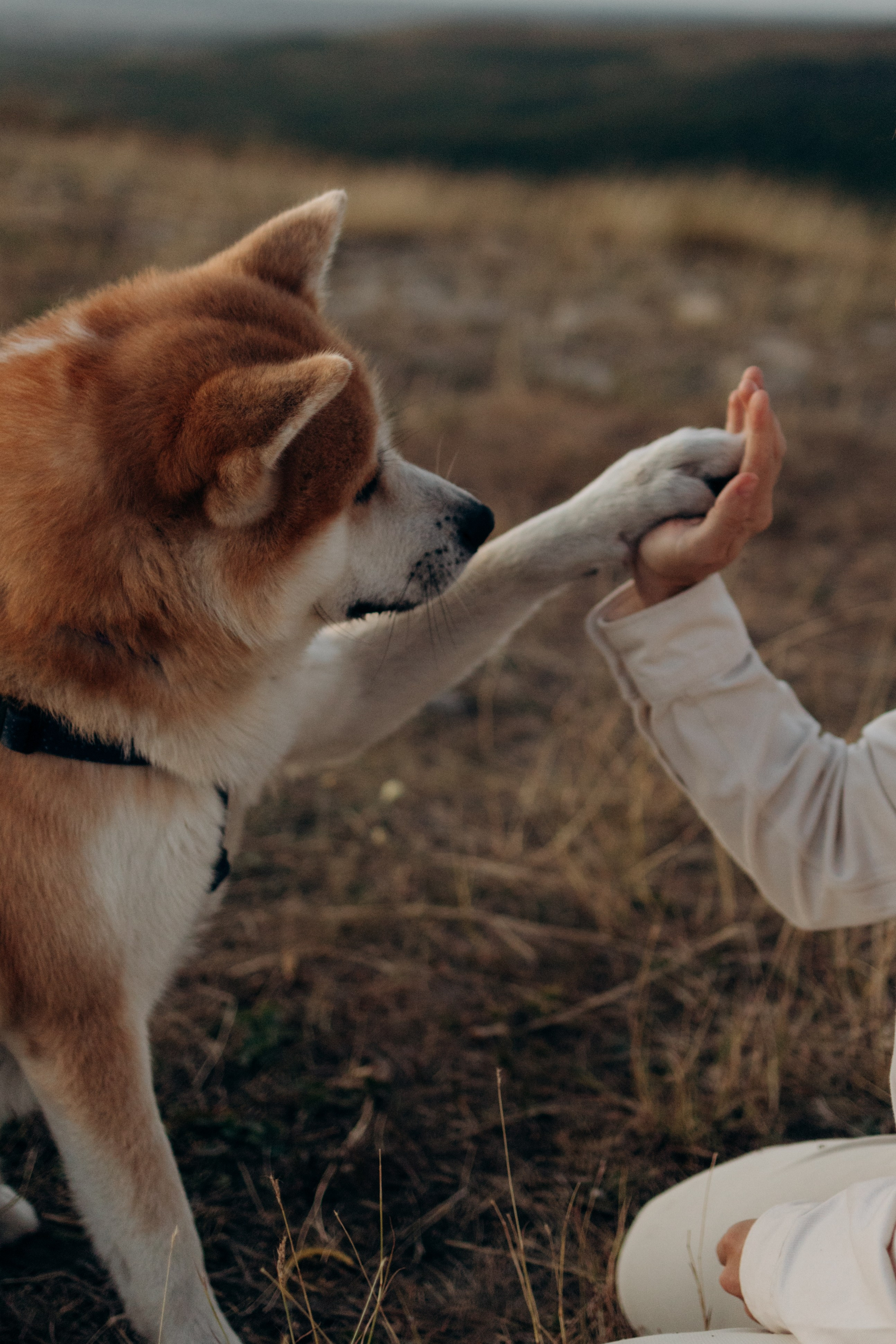 Надя, Илья и Танджи. Майорова Валерия Фотограф Ставрополь