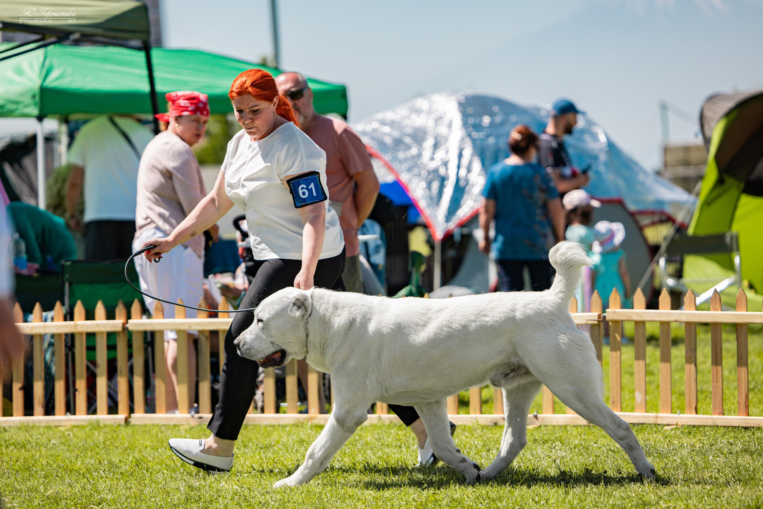 Ереван 3-5.06.2024. Фотограф-анималист Юлия Германика