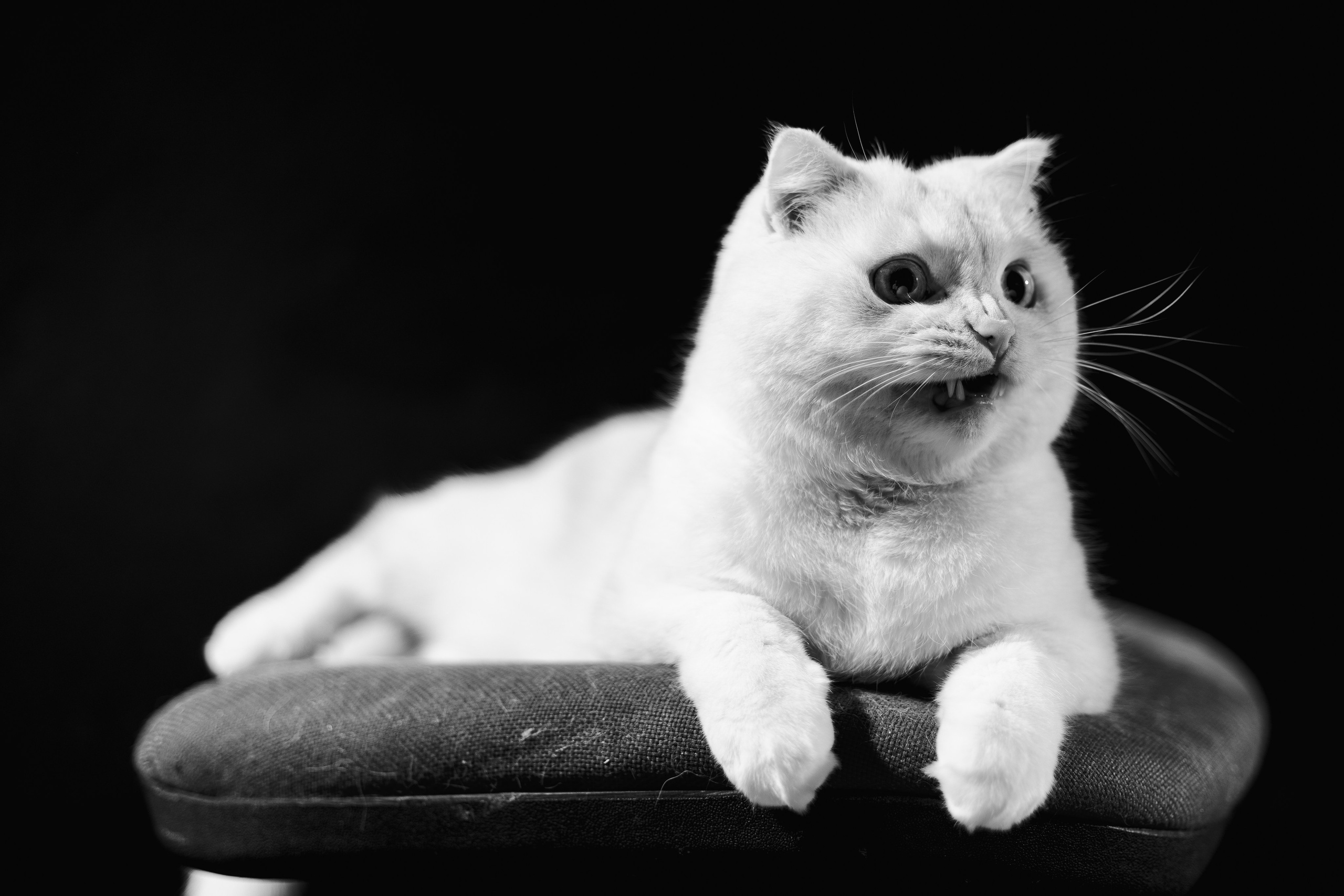 Фотосессия для питомца Нижний Новгород. Фотограф. Спорт, репортаж, предметная съемка