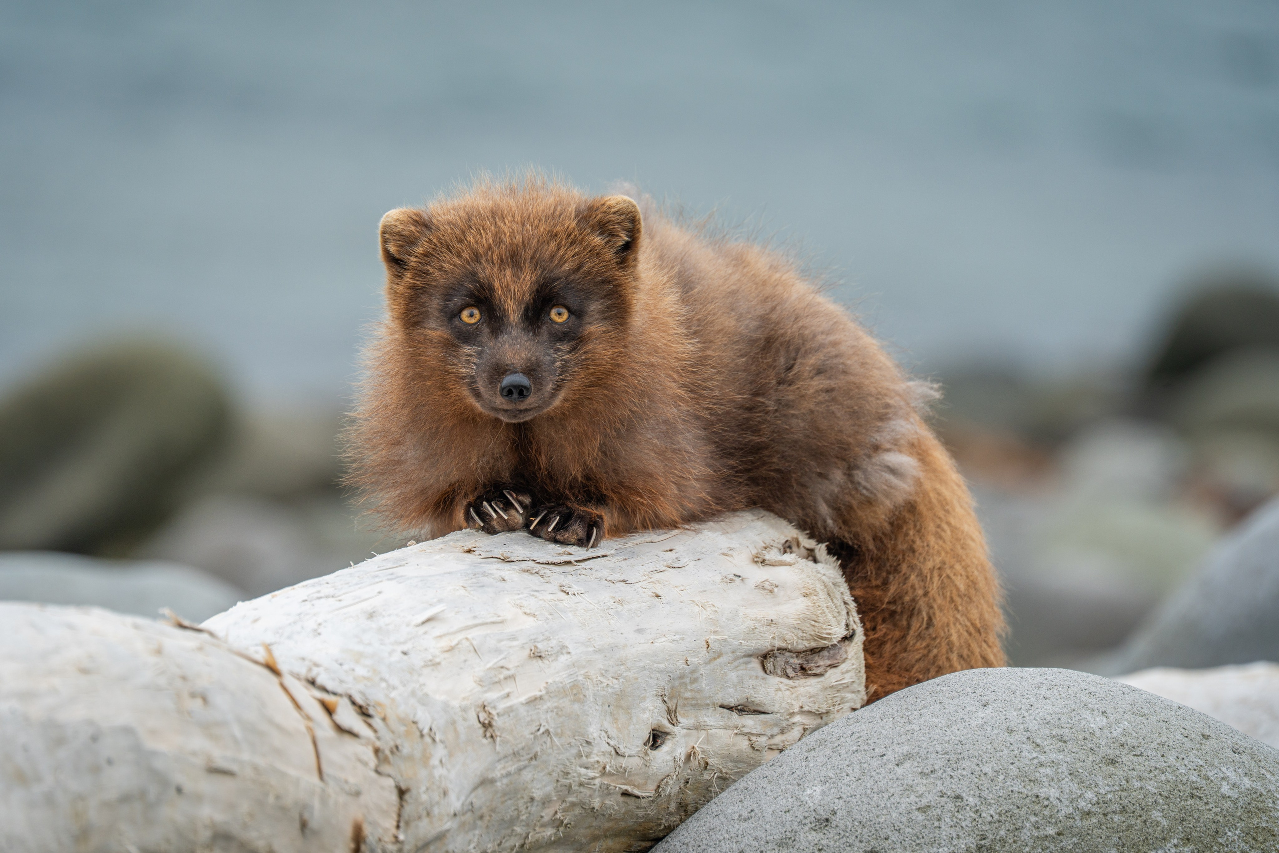 Северные Курильские острова. Andrew Gusarov Nature Photography