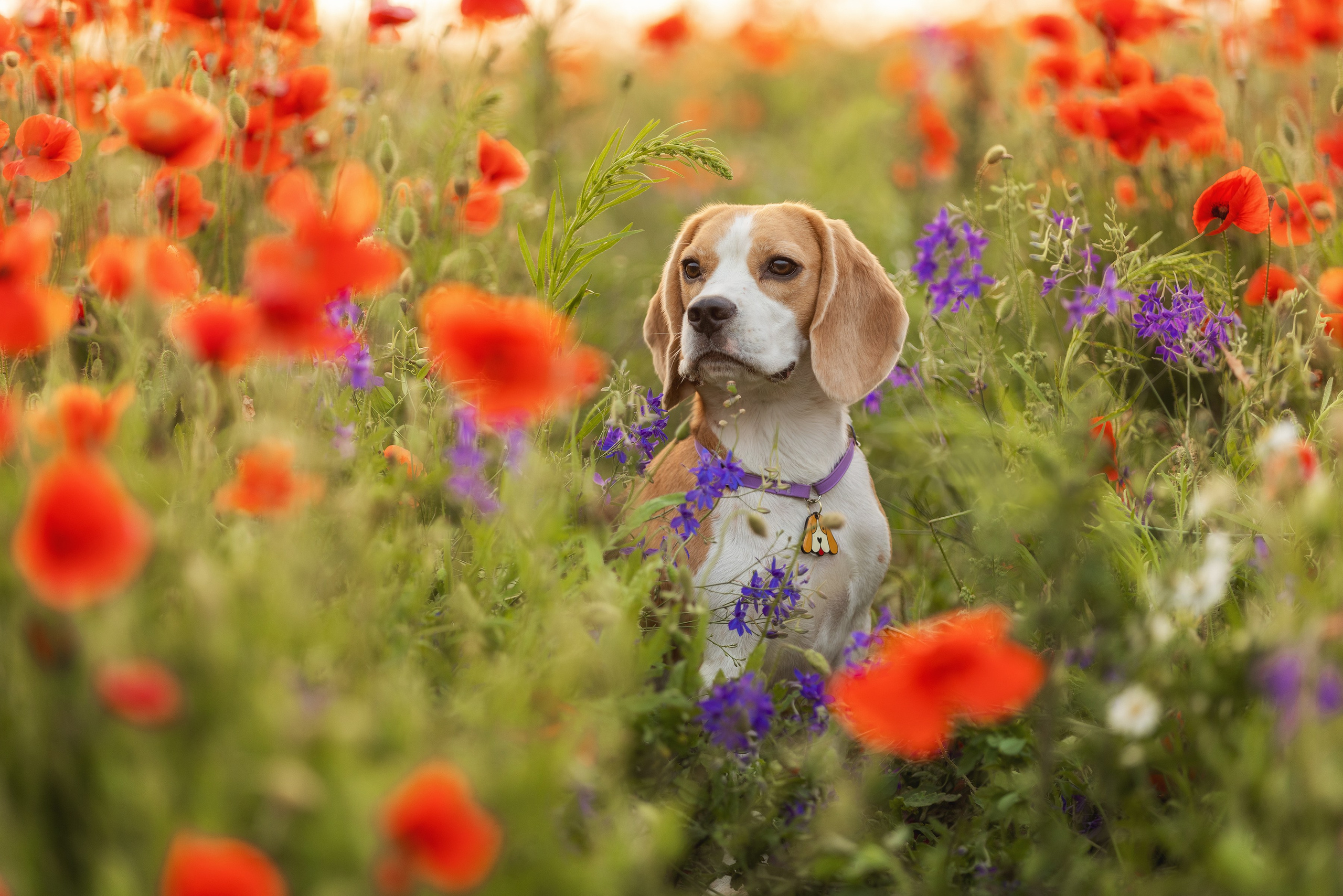 Маки 2024. Фотограф Алена Звездина