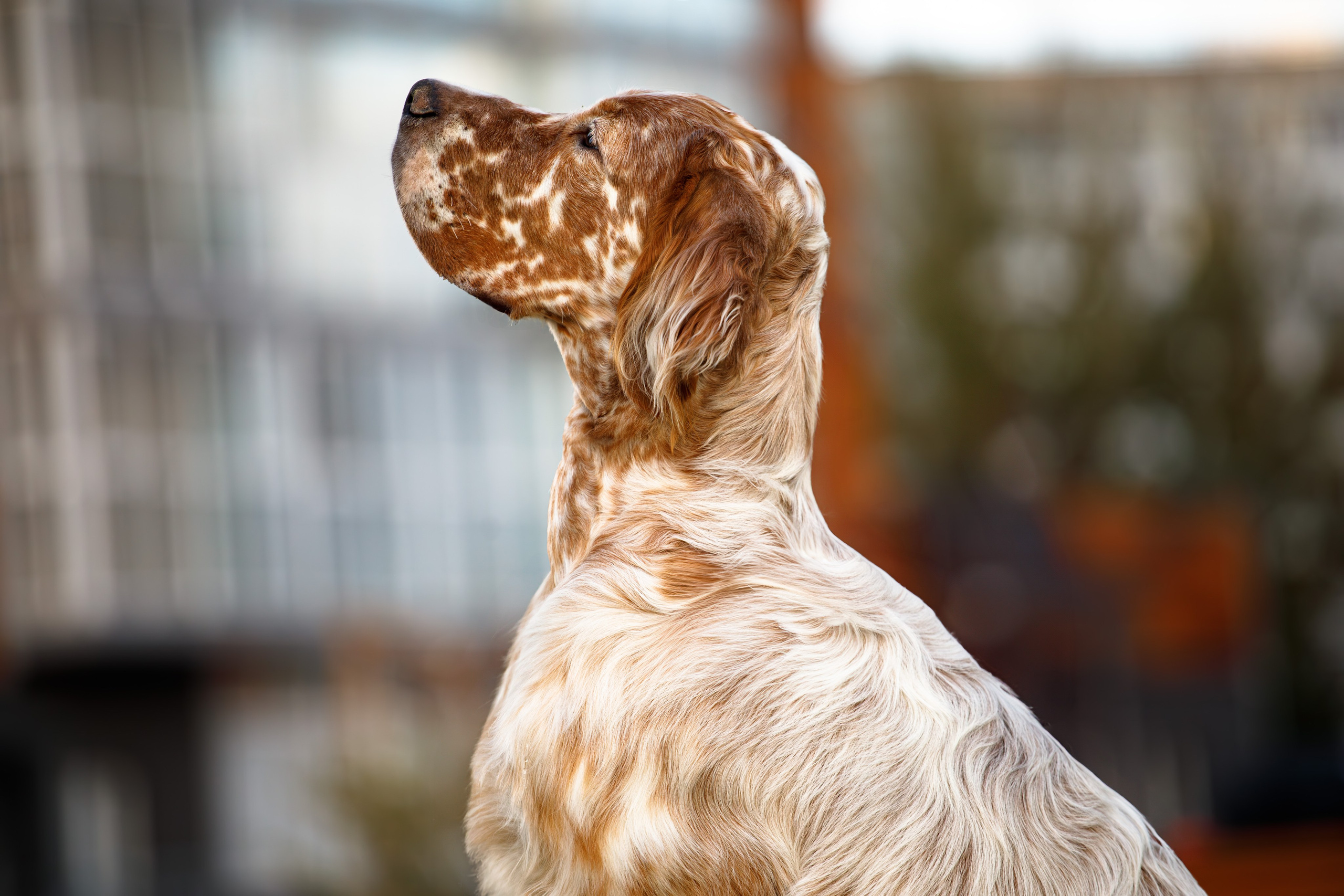 Андрей и Милан. Фотограф Екатерина Козловская