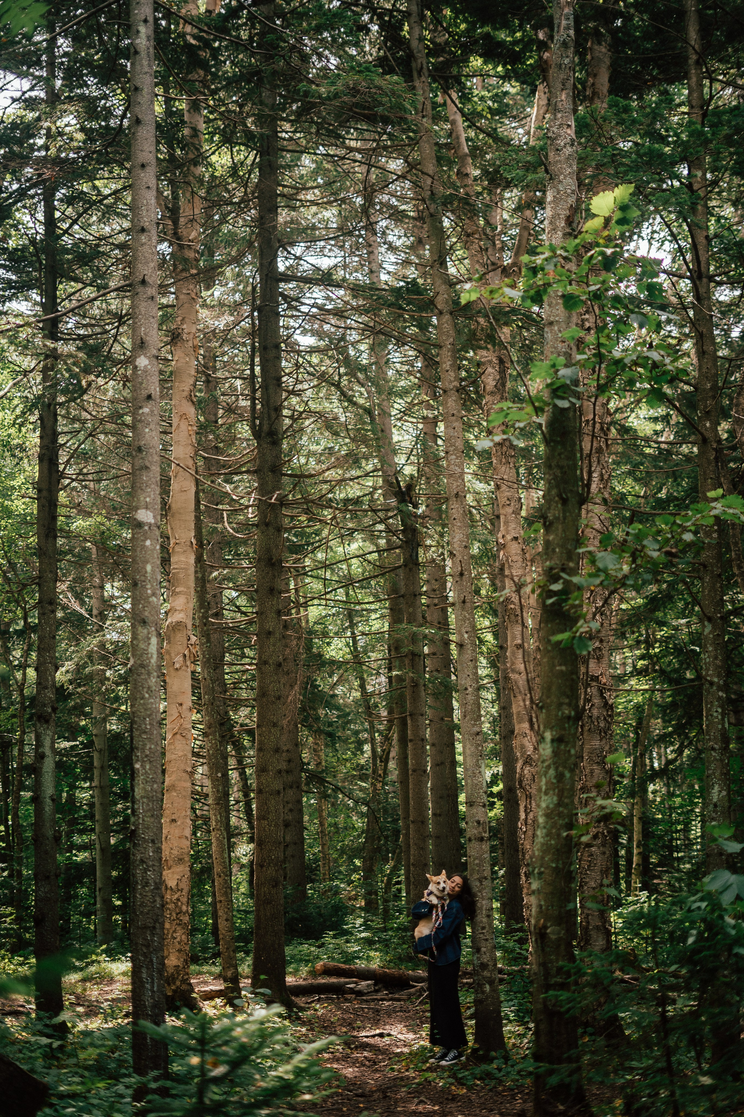 Фотосессия с собакой сахалин. Фотограф сахалин