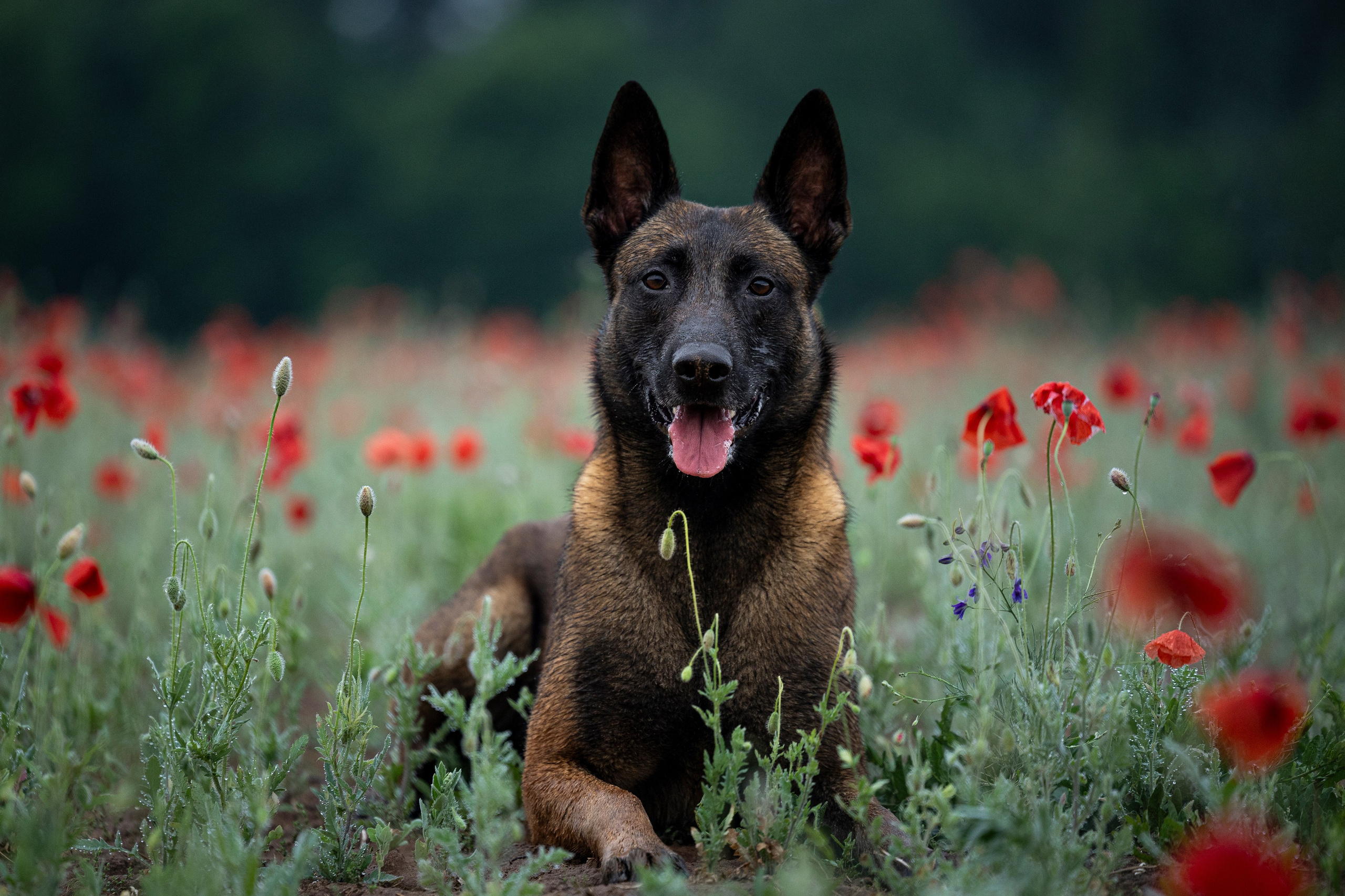 Маковое поле. Фотограф-анималист Анна Маринич