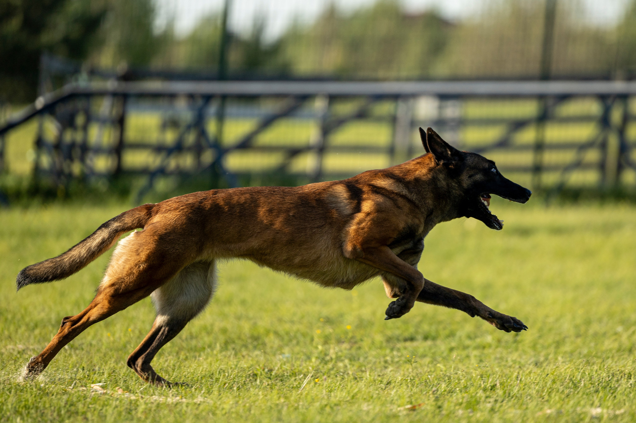 Испытания по мондьорингу в Нижнем Новгороде. Фотограф-анималист Анна Маринич