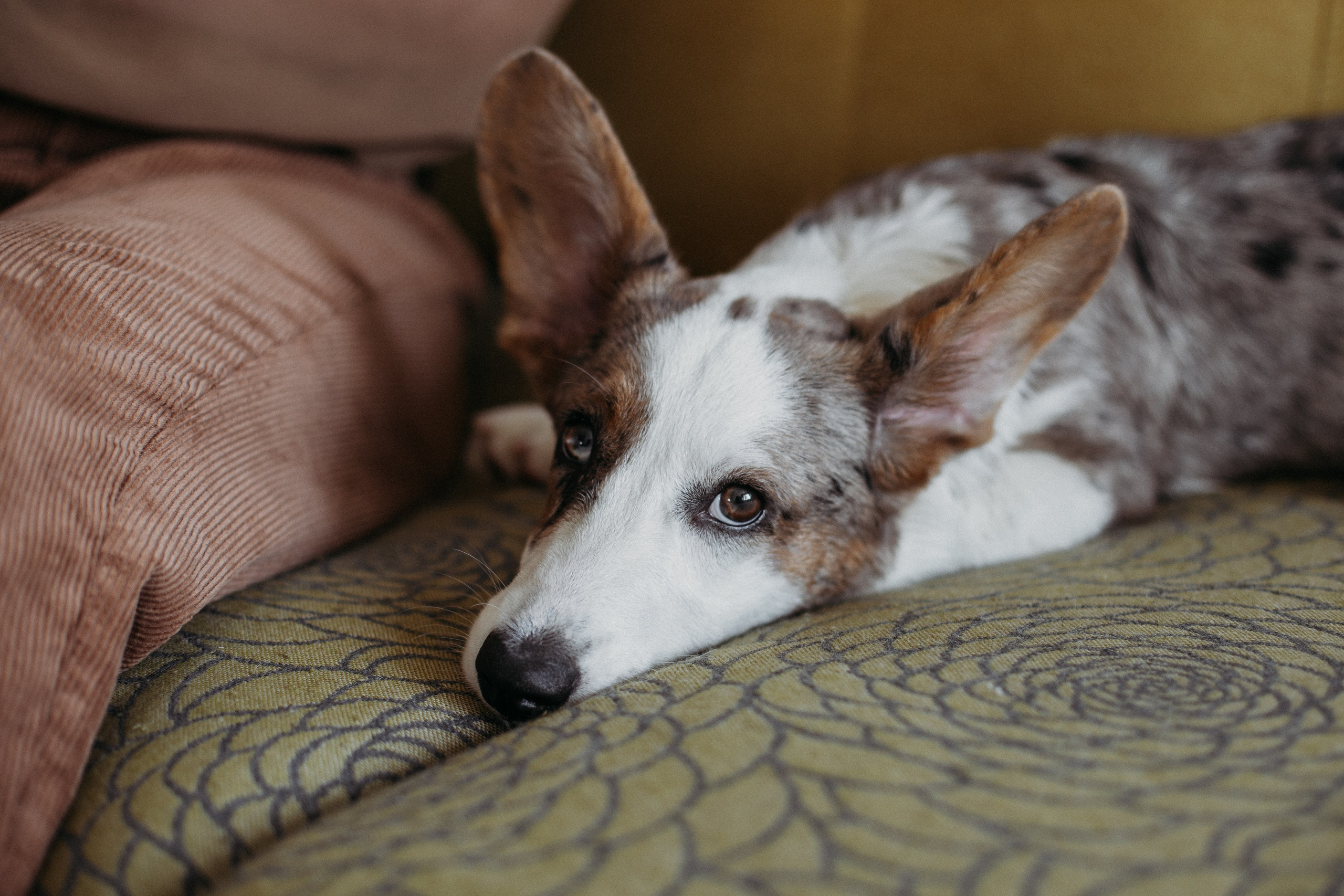 Ксюша, Жан и Марципан. Семейный фотограф в Самаре