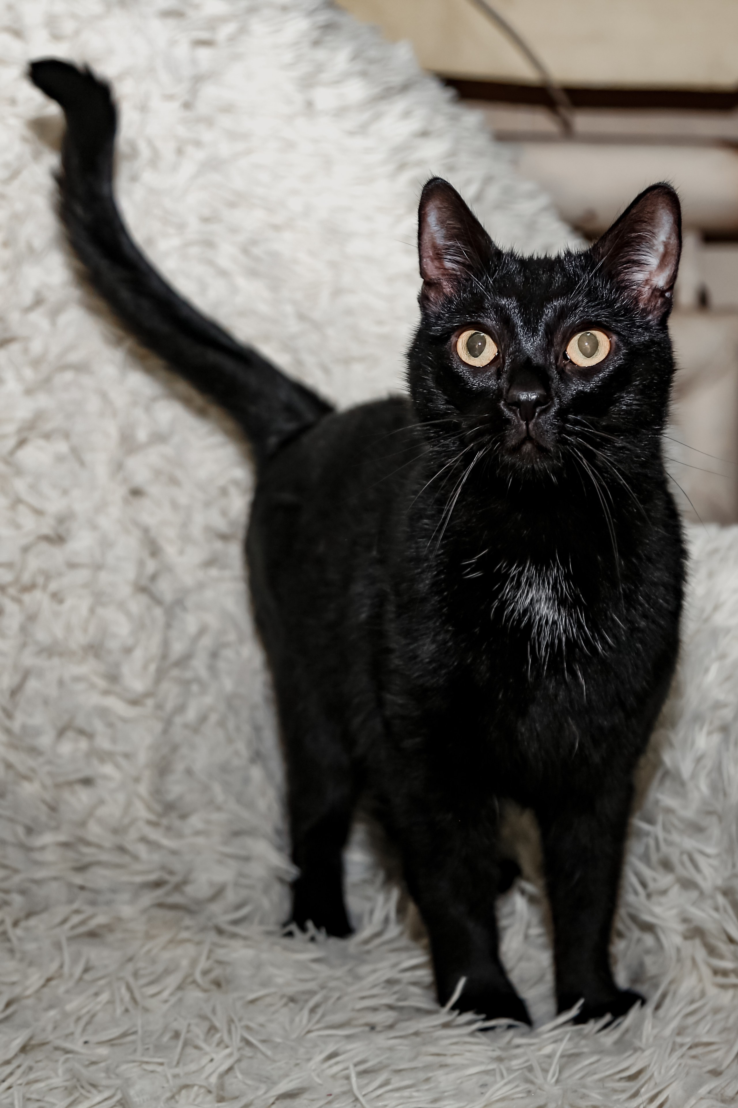 Приют Кошкин Дом Филимоша. Ваш фотограф в Оренбурге Рощупкина Екатерина