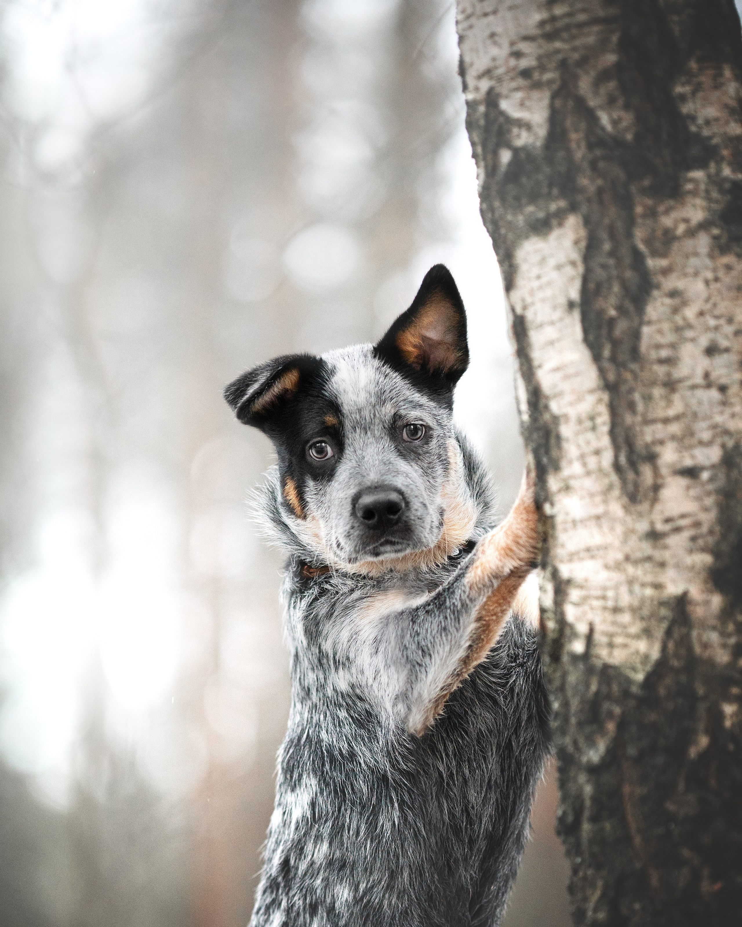 Рокки. Фотограф анималист Осипчикова Мария