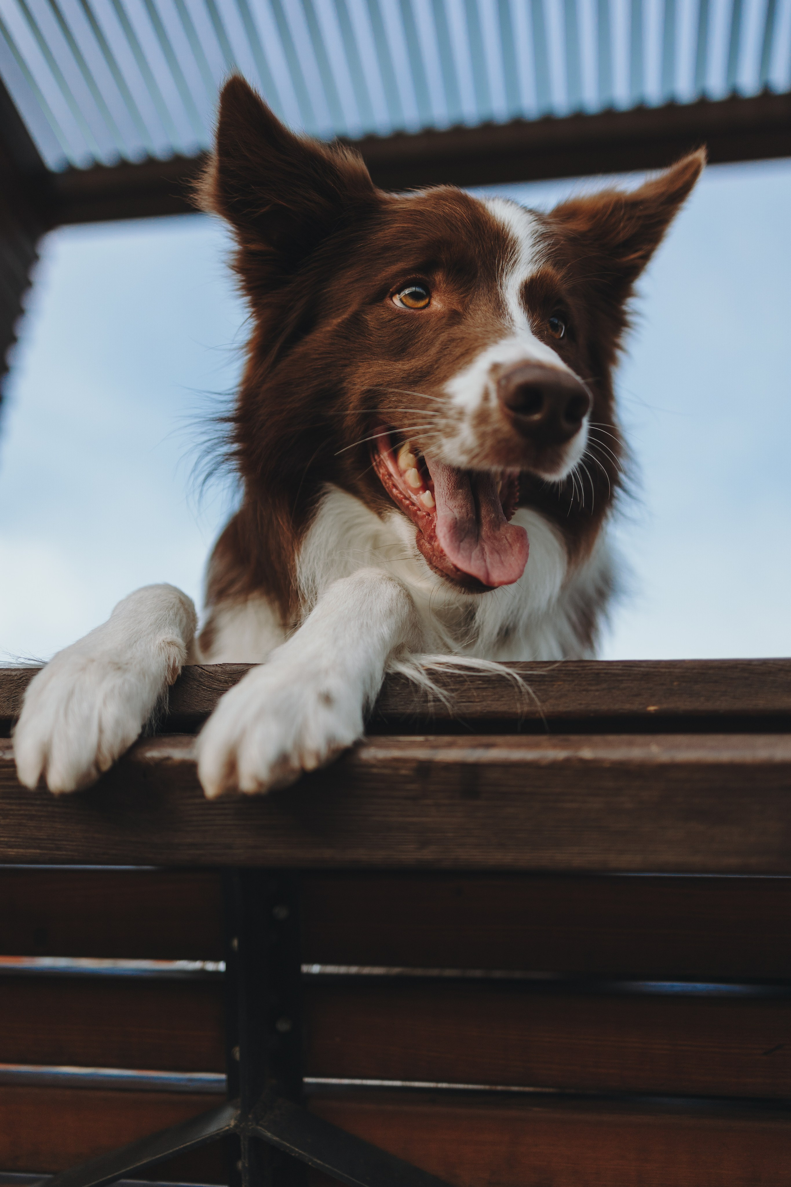 Фотограф — анималист Светлана Кысса|фотограф собак в Краснодаре и Нижнем Новгороде