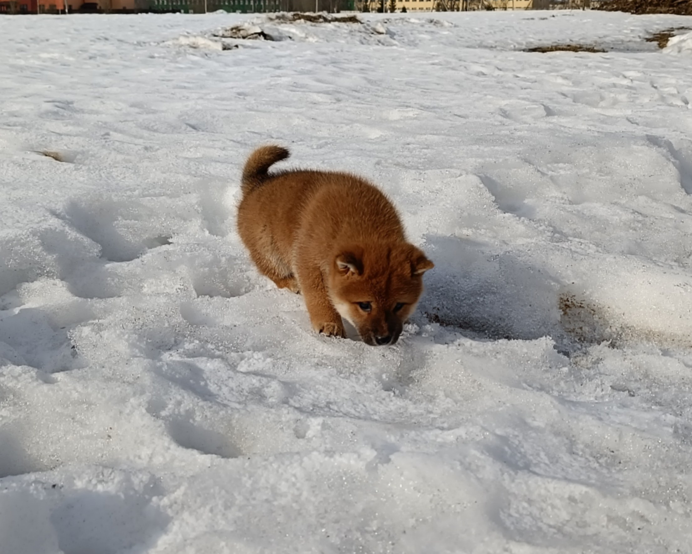 Сиба Rubylight Ellis питомник Рубилайт 