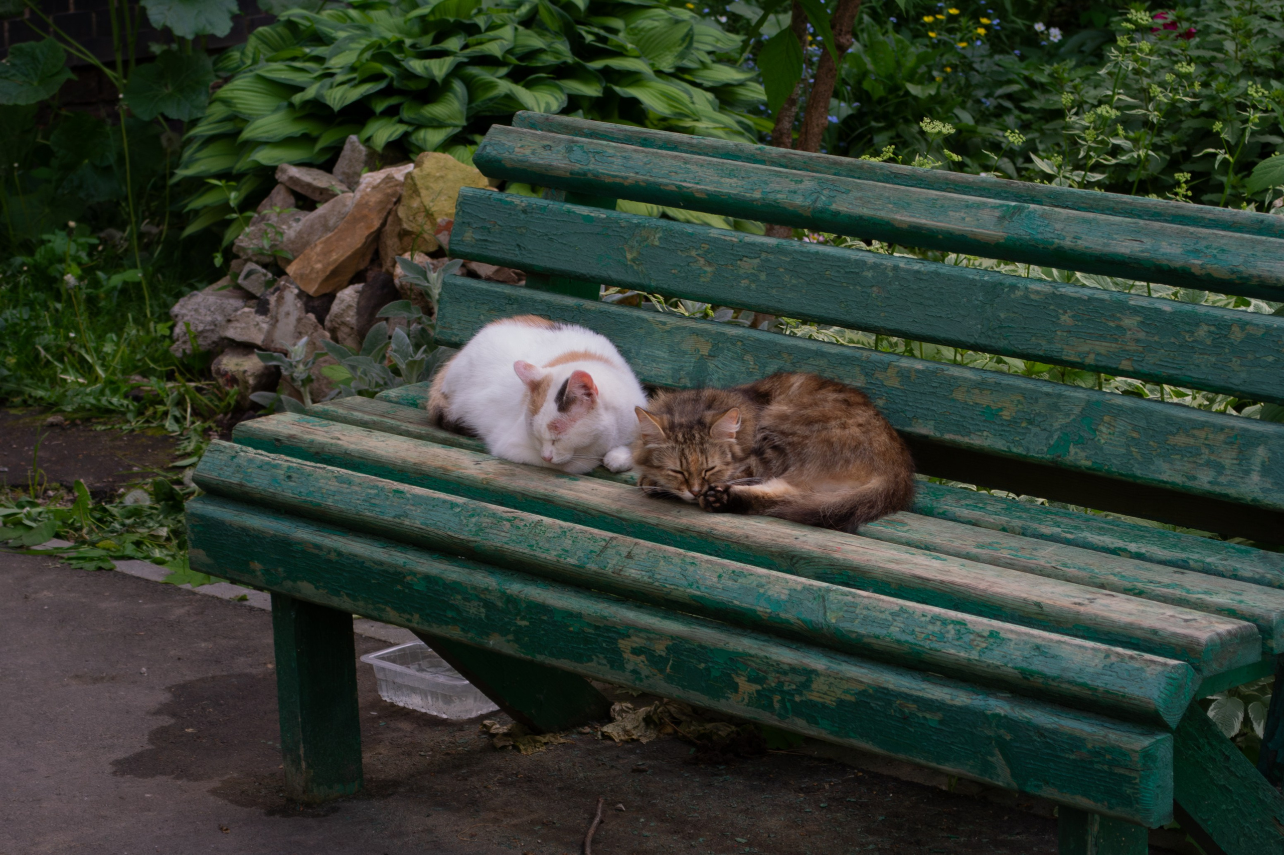 Cats.2. Dumshap | думшап