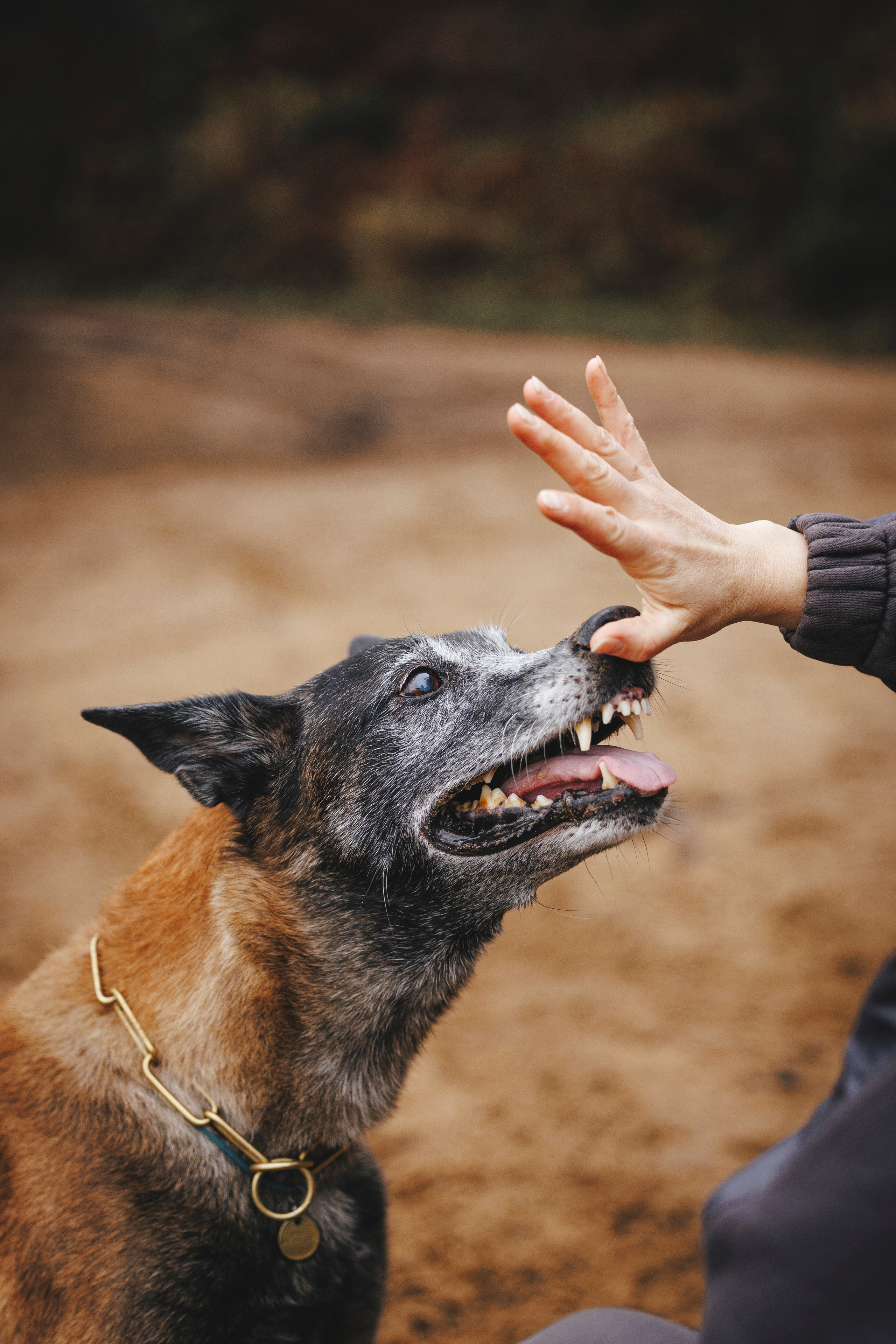Омен, Айс и Рицу. Фотограф-анималист Анна Маринич