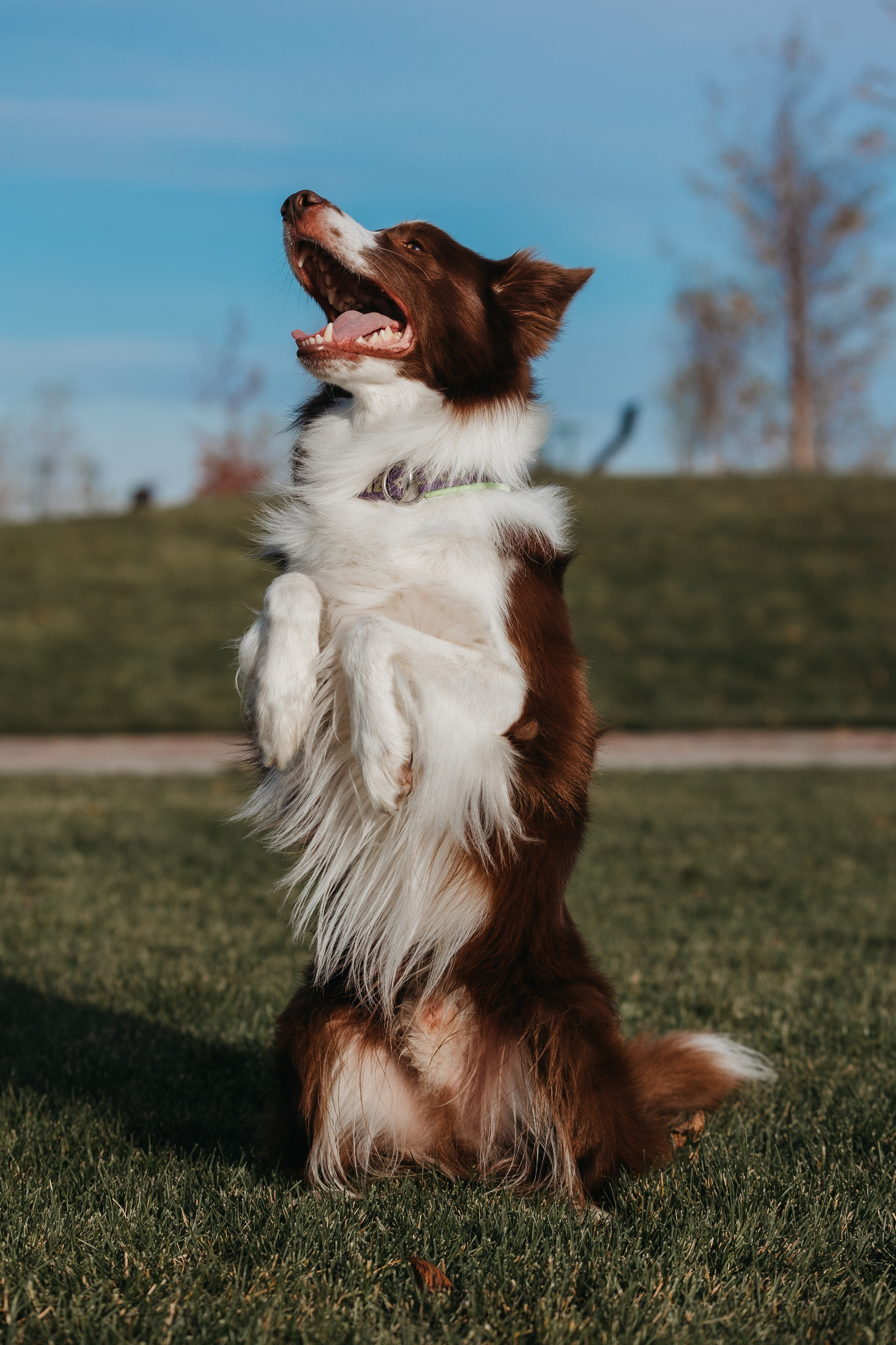 Маша и Тори. Фотограф — анималист Светлана Кысса|фотограф собак в Краснодаре и Нижнем Новгороде