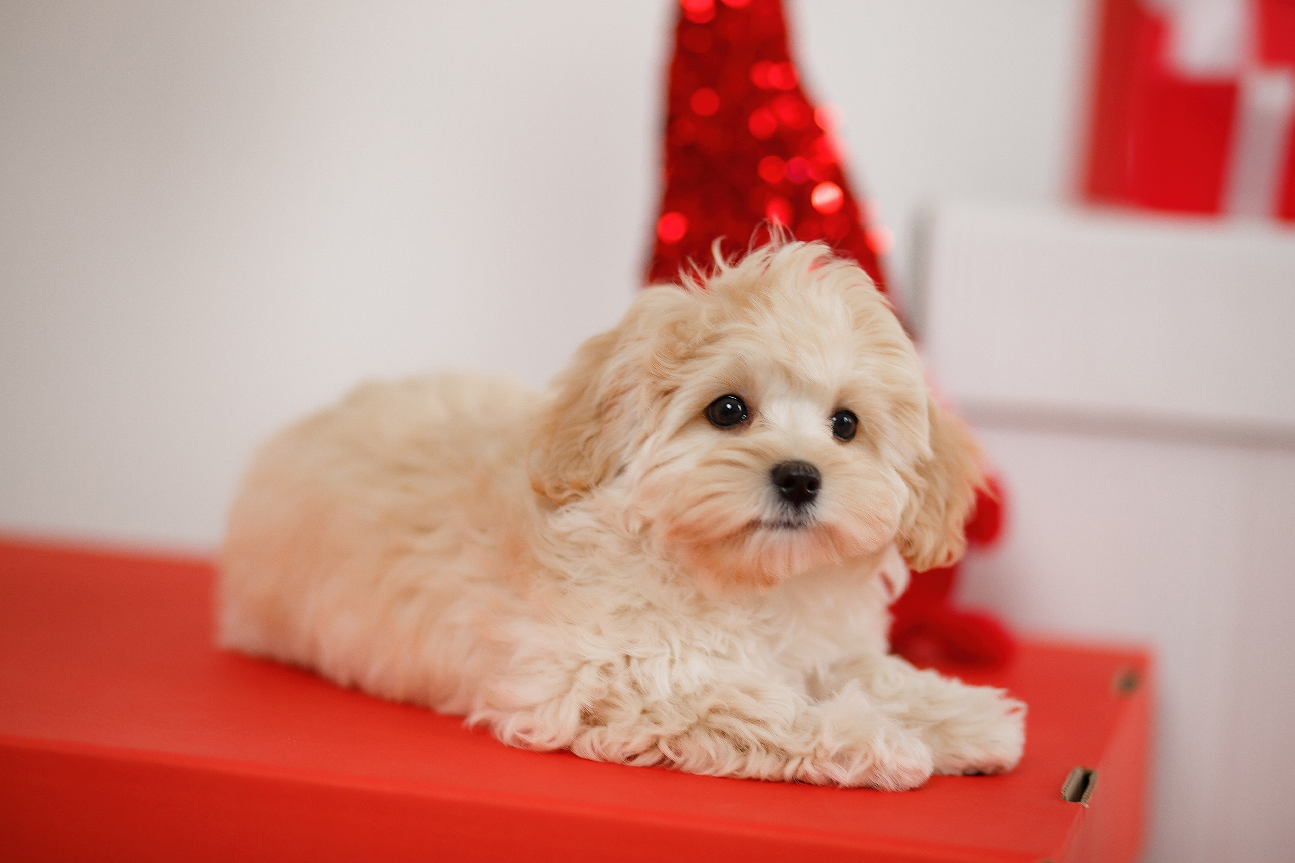 Алиса. Семейный и детский фотограф в Стерлитамаке Разина Рахмангулова