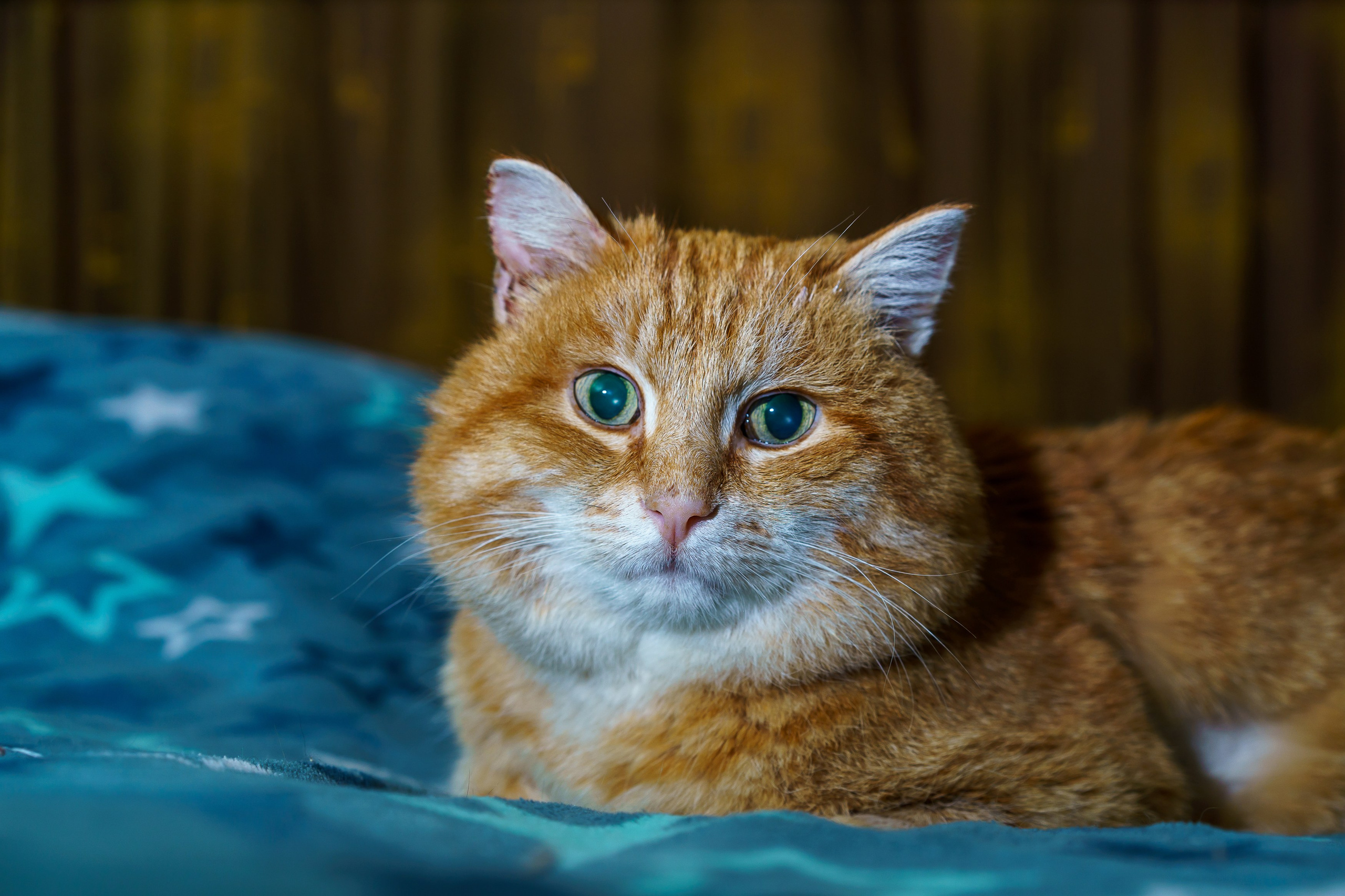 С животными. Фотограф Челябинск · Ольга Серебрякова