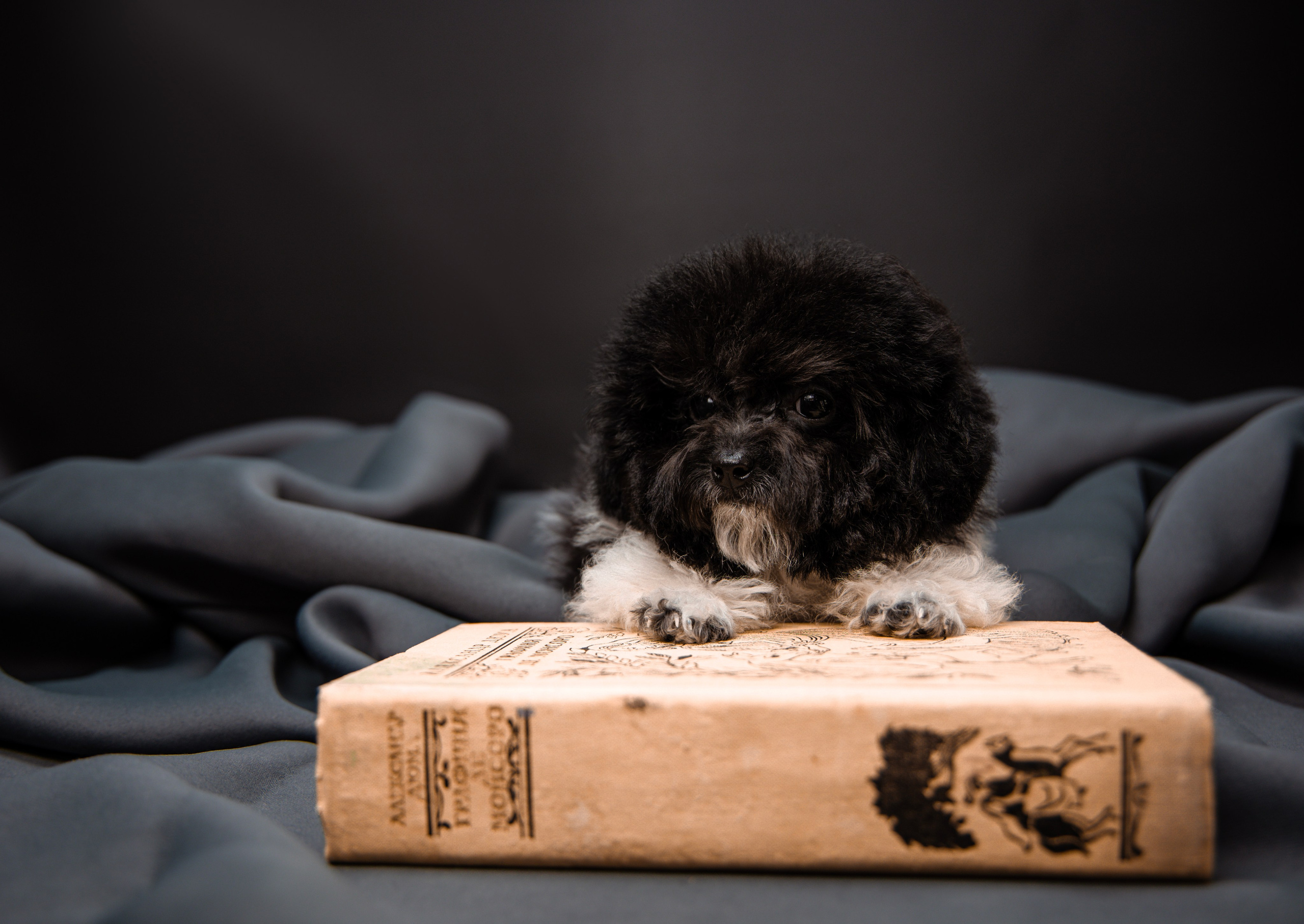 Фотограф Татьяна Марсуверских г. Жуковский, Москва и Мо. Репортажные съёмки, фотосессии,  фотограф анималист, фотосъёмка животных. Фотограф для маркетплейсов, фотоуслуги в Жуковском Татьяна Марсуверских