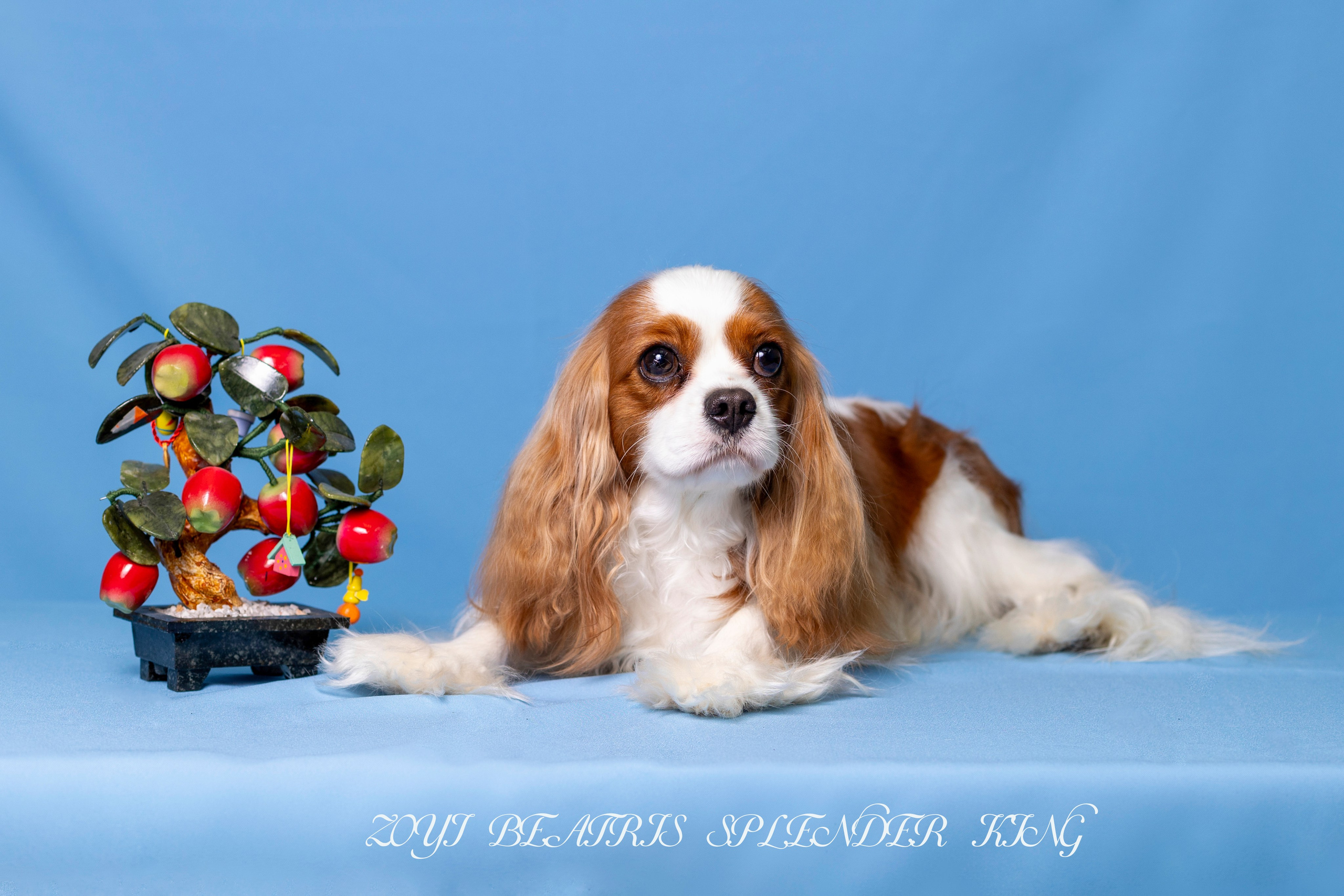 Фотосессия Бетти!. Фотограф 📸 семейный, предметный, репортажный