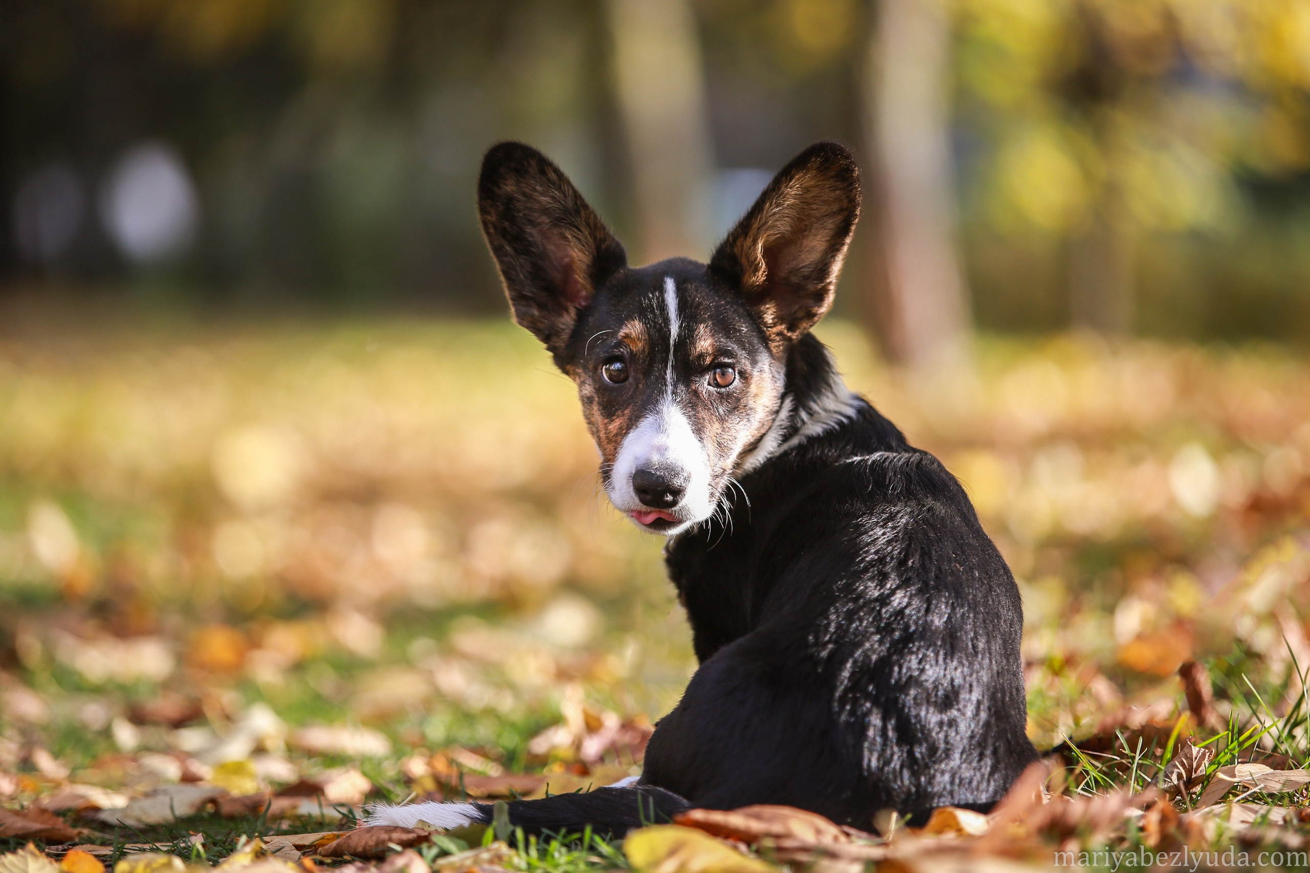 Щенки. Семейный и детский фотограф в Москве Мария Быкова