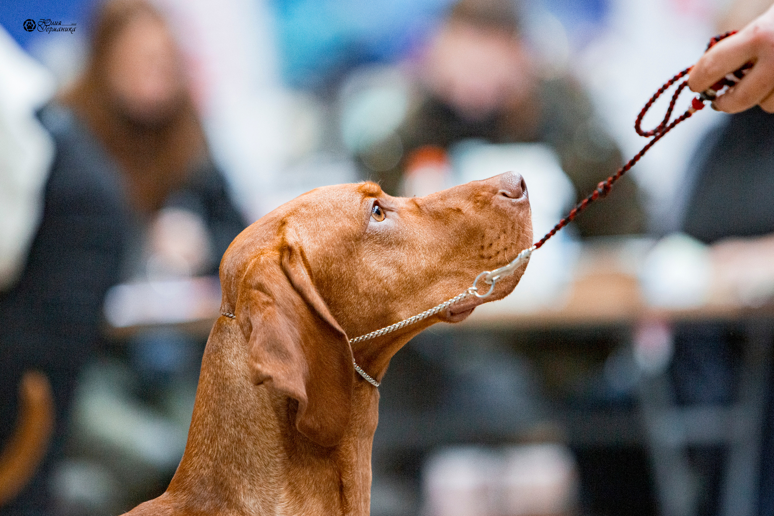 Минск 2хCACIB 27-28 ноября 2021. Фотограф-анималист Юлия Германика