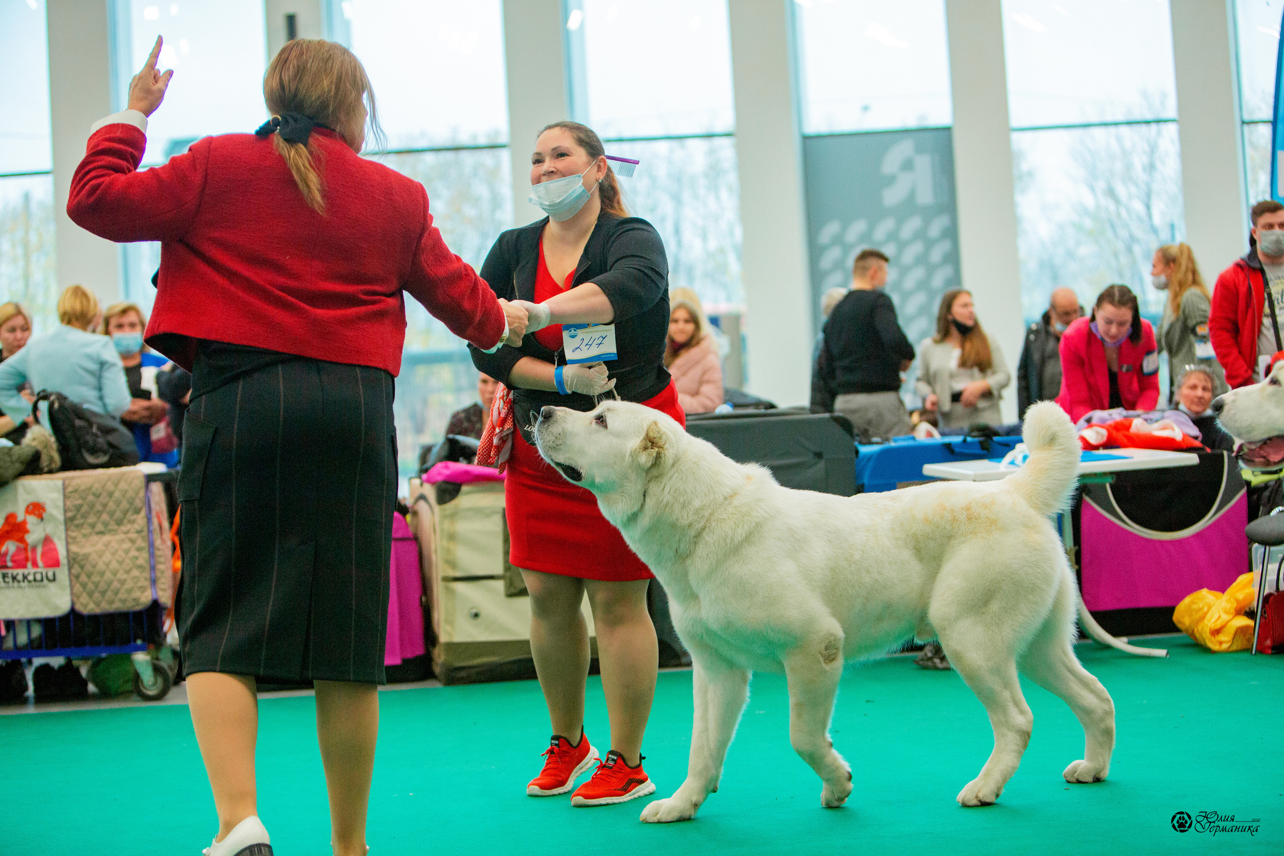 Нижний Новгород 3хCACIB 15-17 октября 2021. Фотограф-анималист Юлия Германика