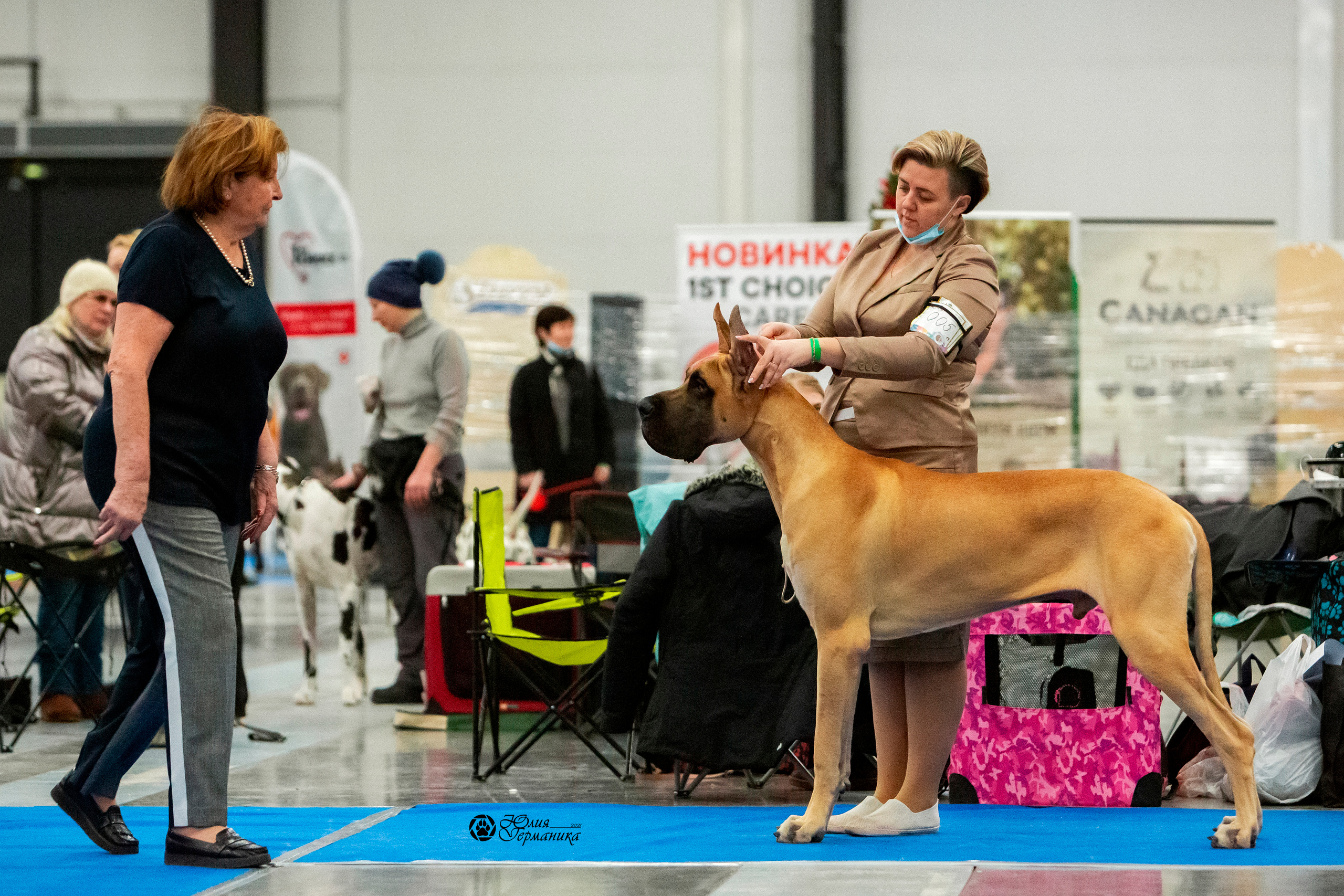 Санкт-Петербург 3хCACIB 10-12 декабря 2021. Фотограф-анималист Юлия Германика