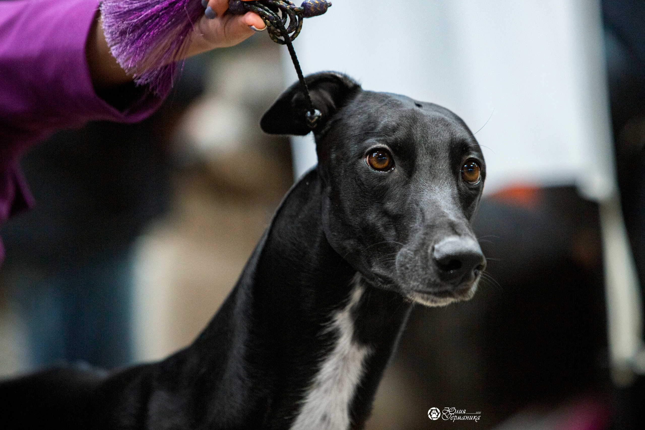 Минск 2хCACIB 27-28 ноября 2021. Фотограф-анималист Юлия Германика