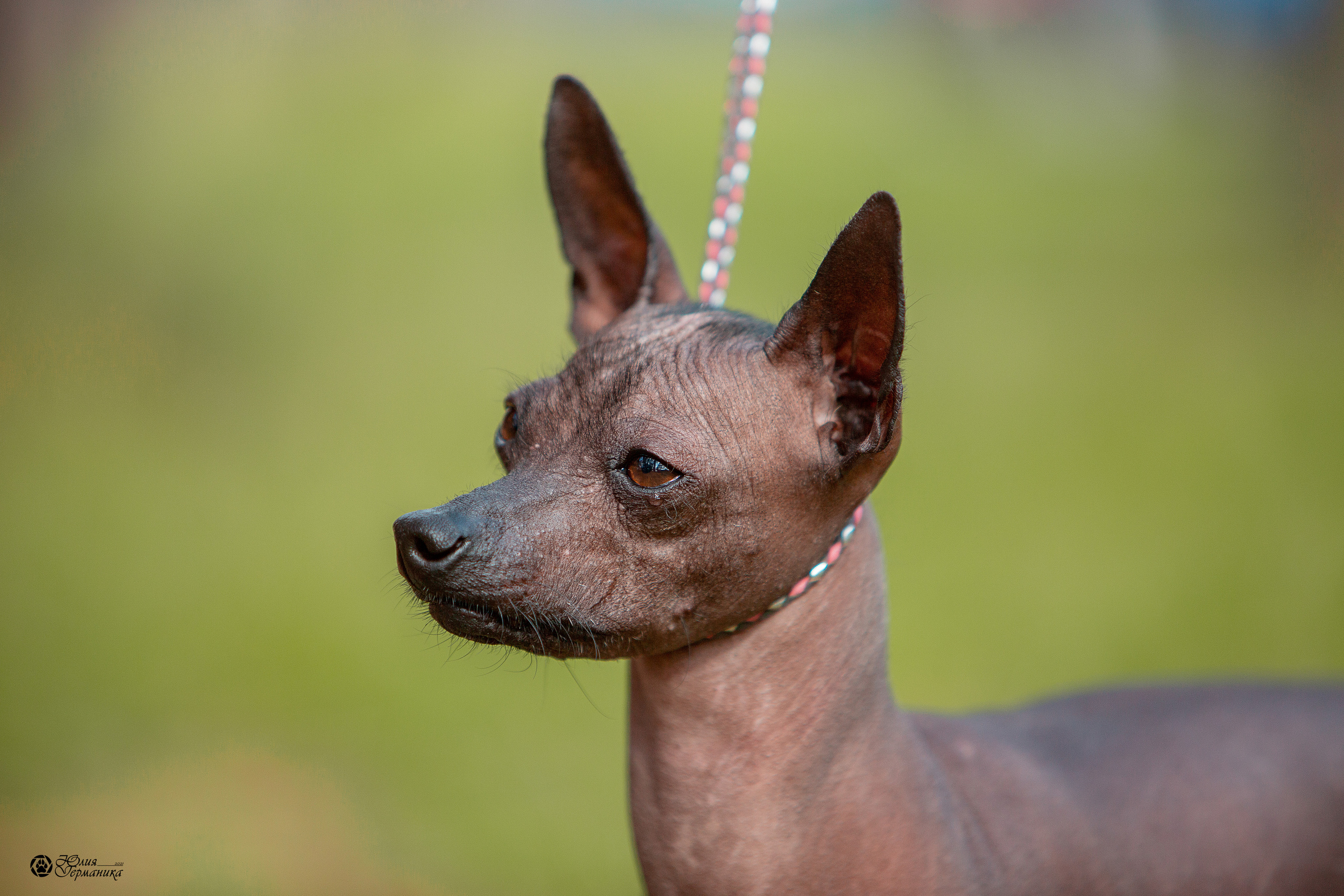 Свободная съемка. Фотограф-анималист Юлия Германика