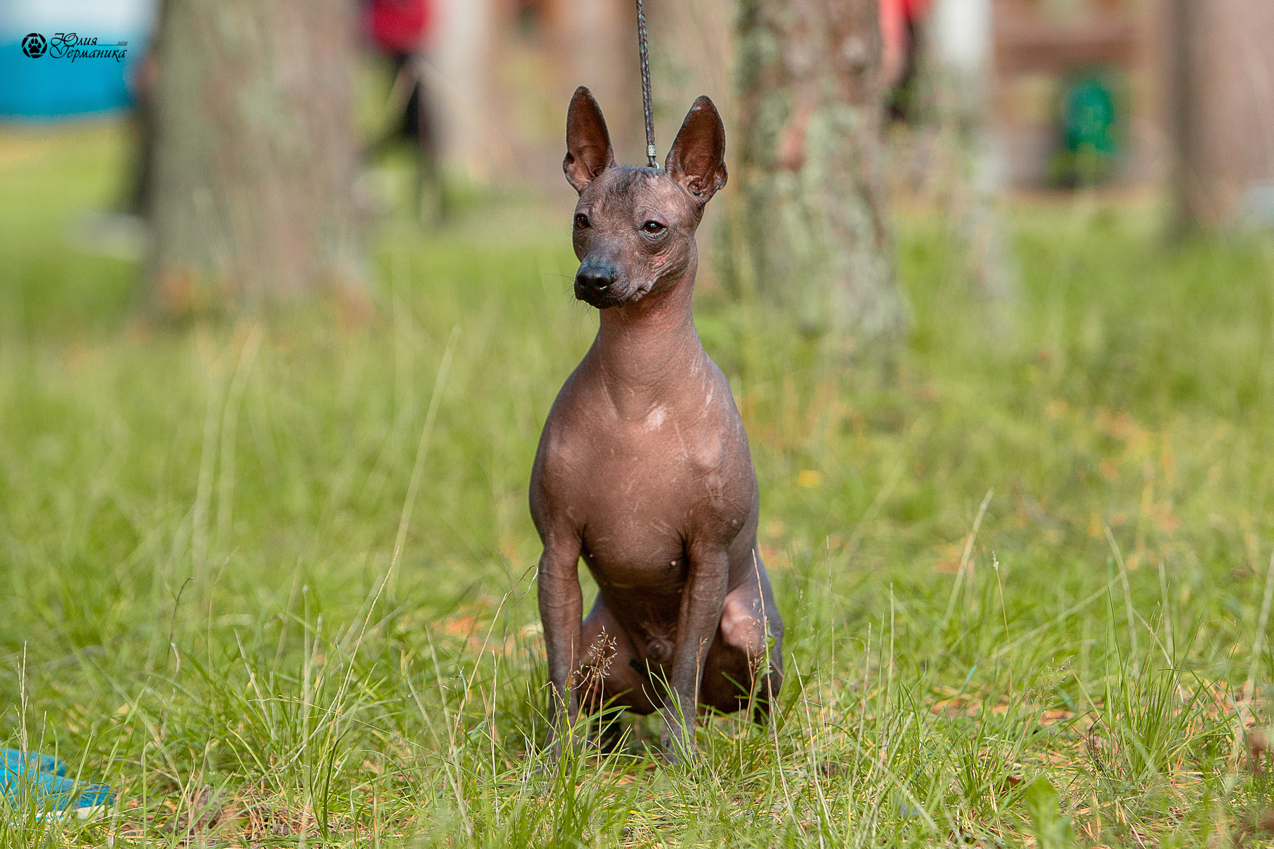 Свободная съемка. Фотограф-анималист Юлия Германика