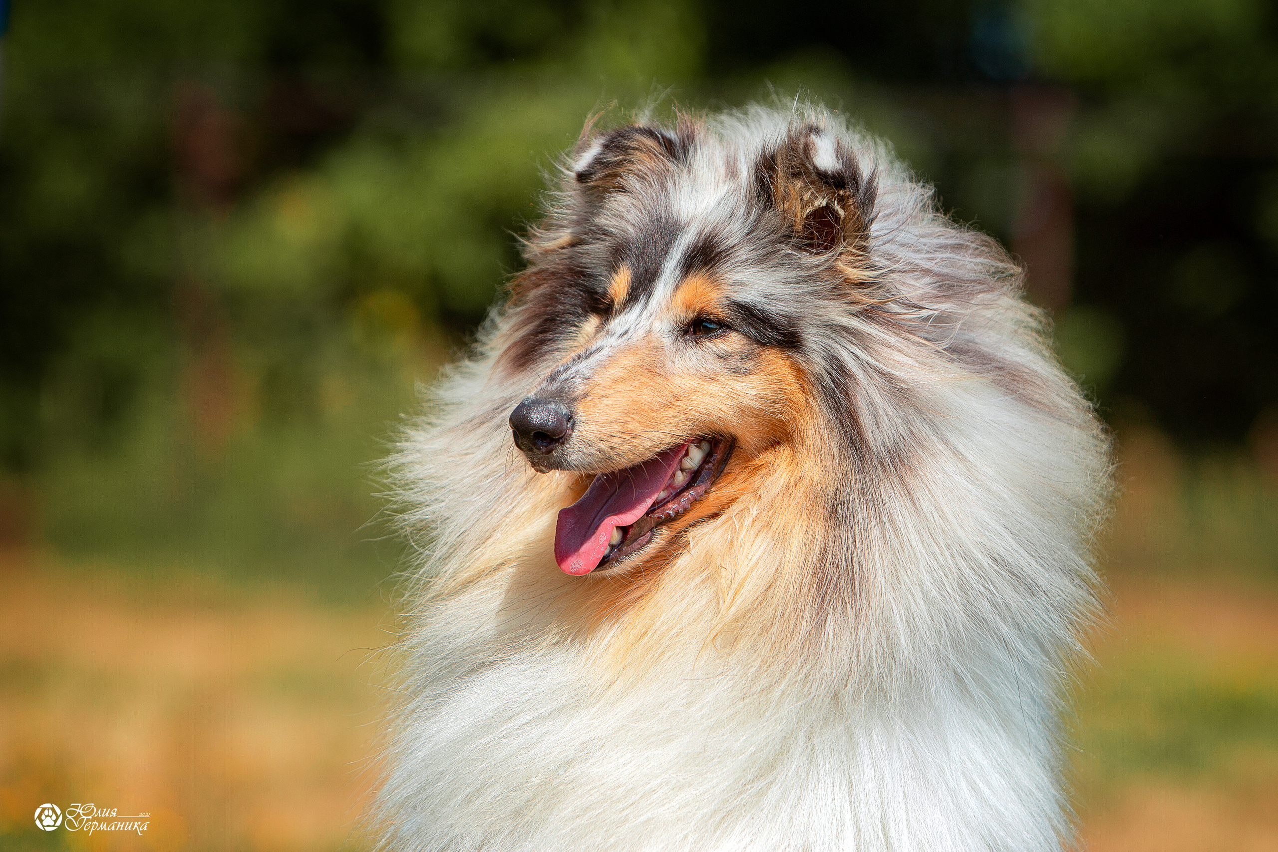 Свободная съемка. Фотограф-анималист Юлия Германика