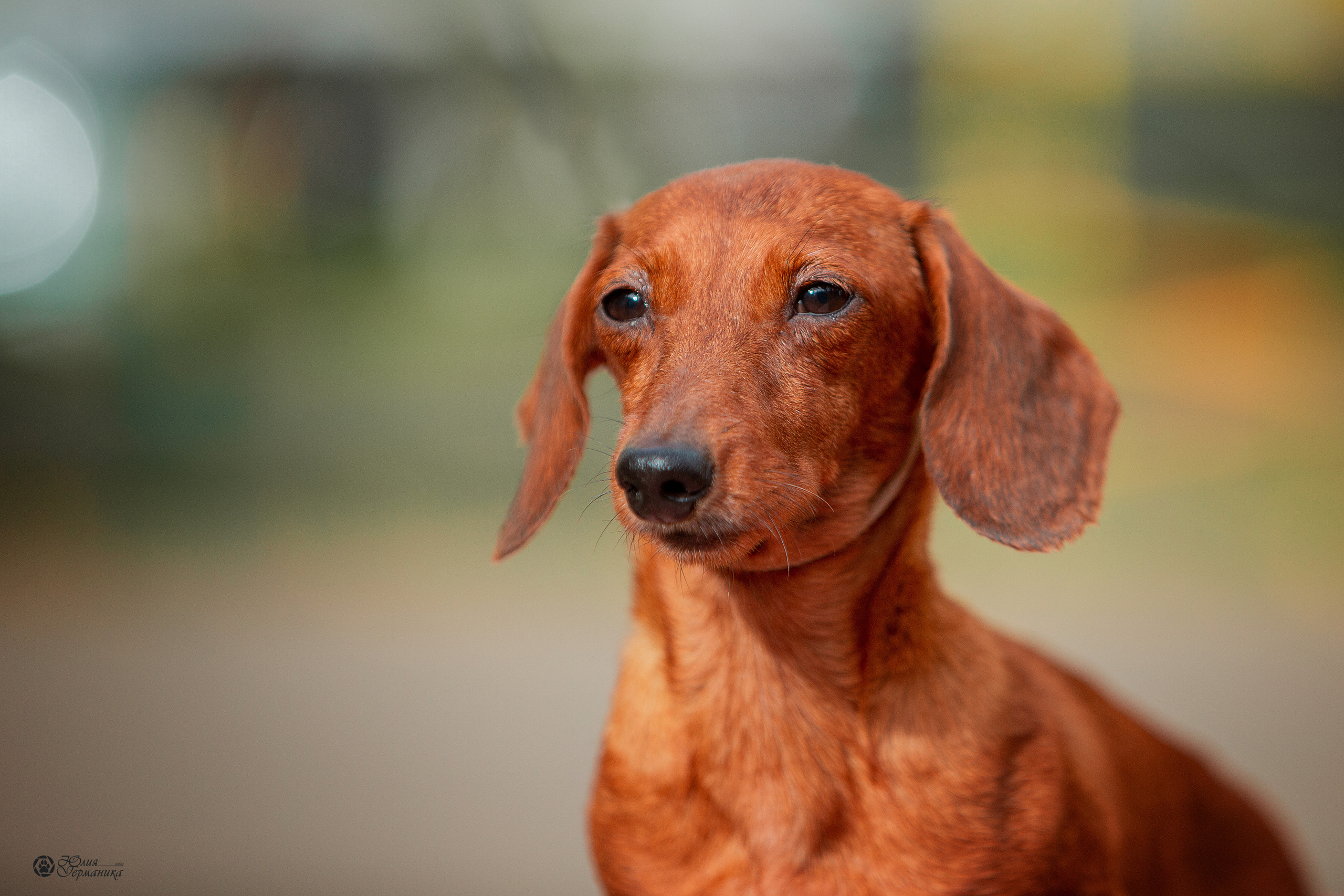 Свободная съемка. Фотограф-анималист Юлия Германика