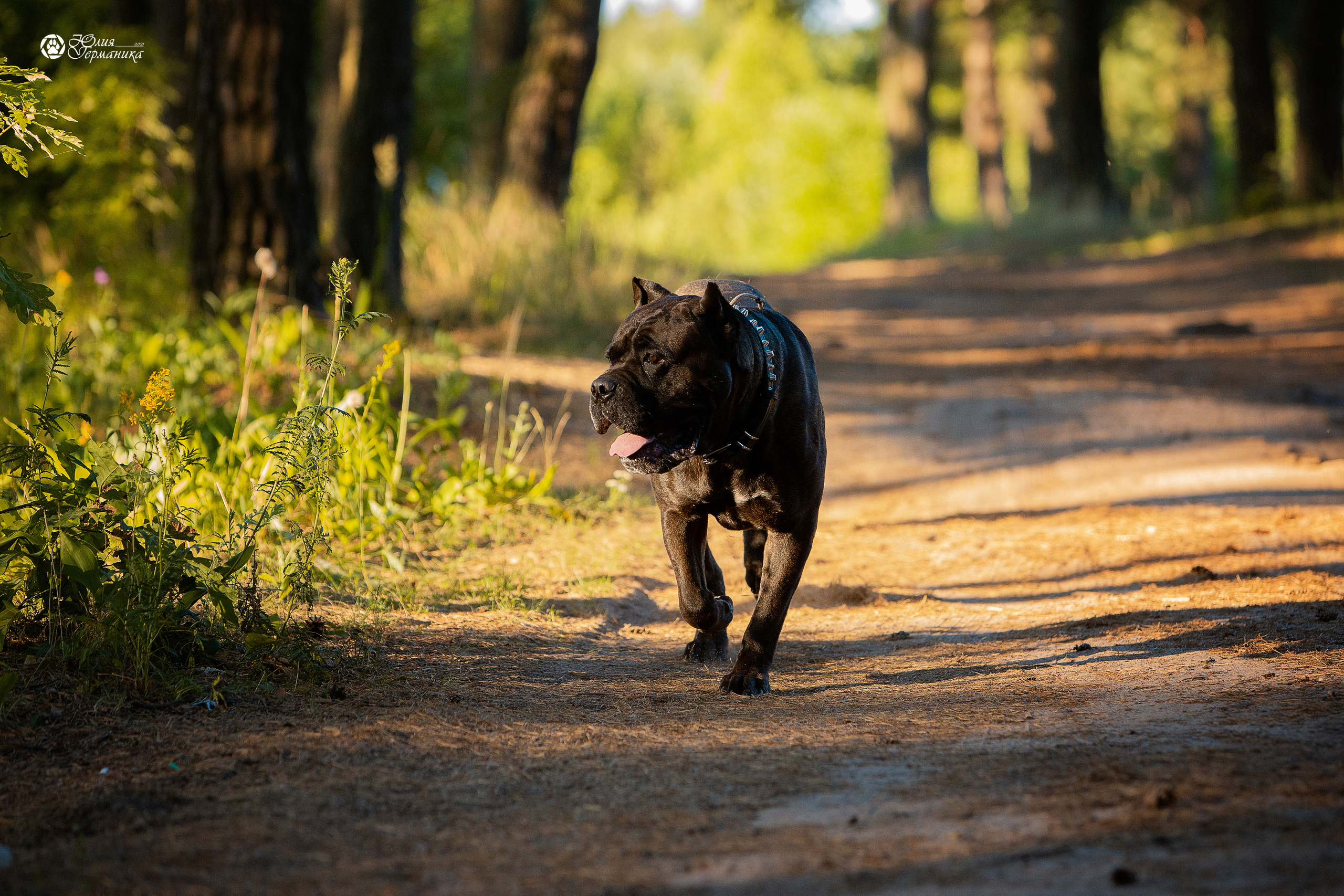 Свободная съемка. Фотограф-анималист Юлия Германика